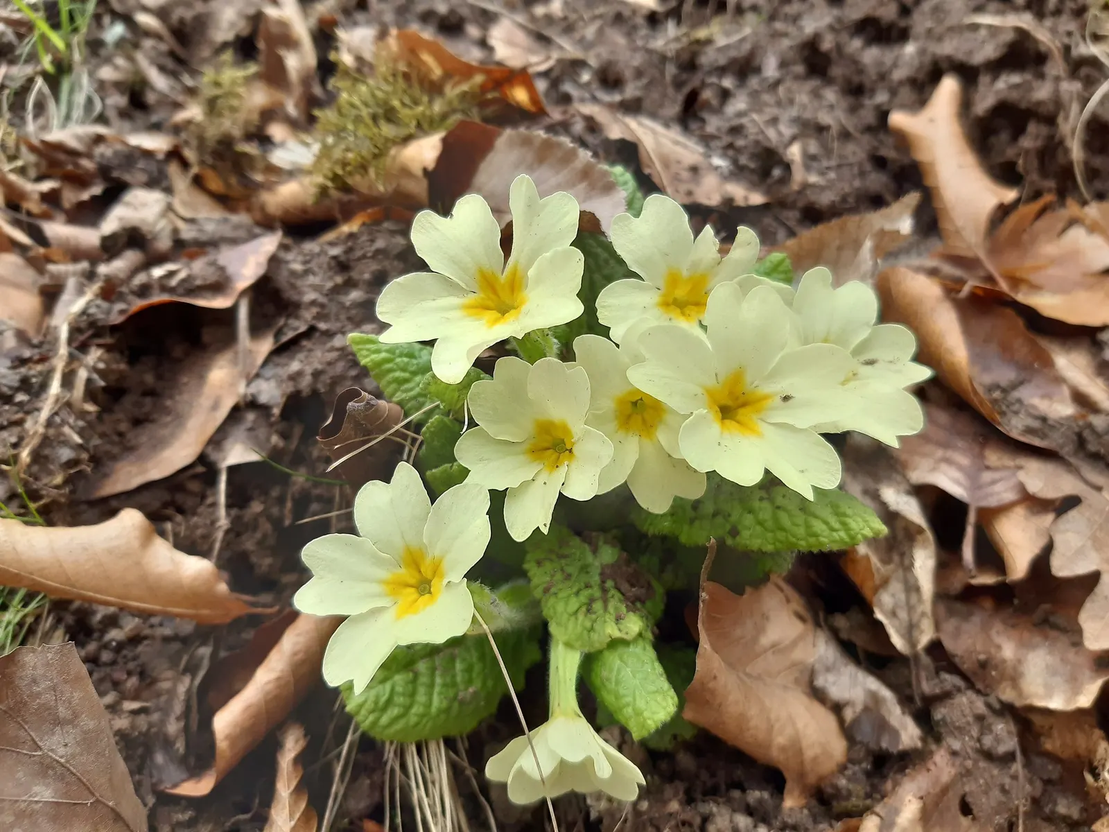 'Spearmint' Primrose (Primula vulgaris) — and sheltered patio compositions