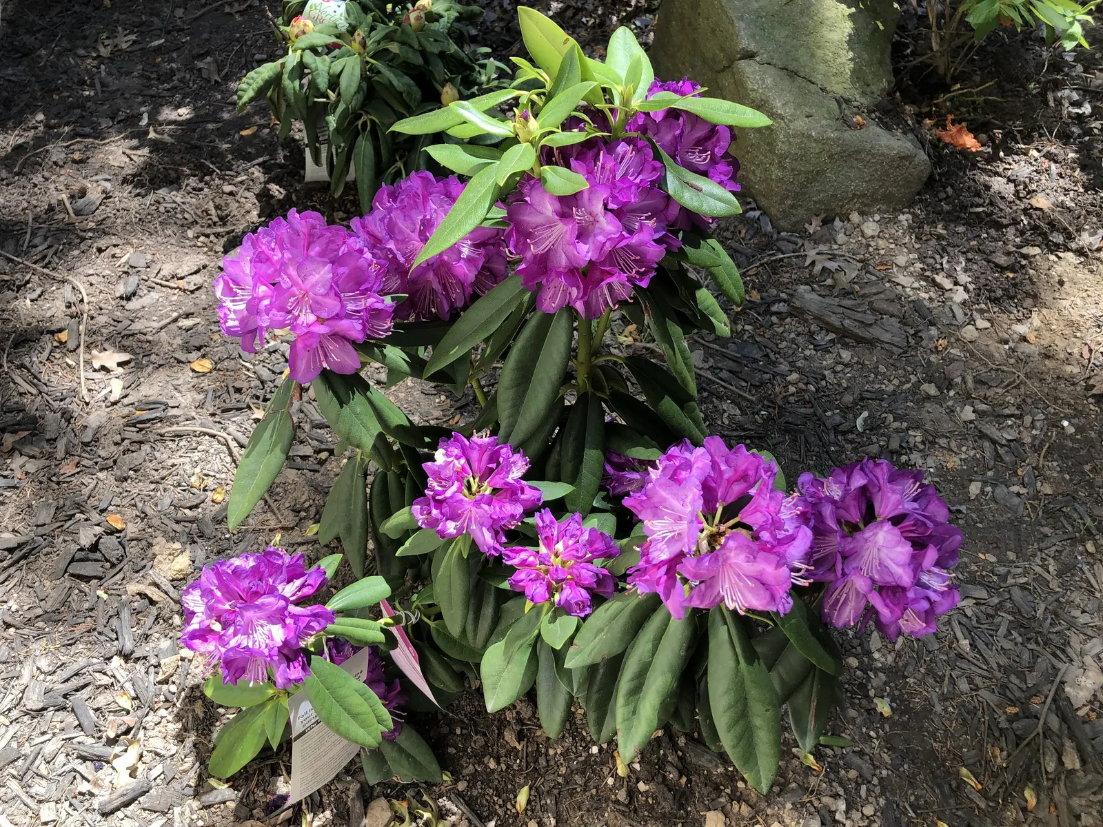 Purple Passion Rhododendron (Rhododendron 'Purple Passion') — broadleaf evergreen / shrub for full or half or shade
