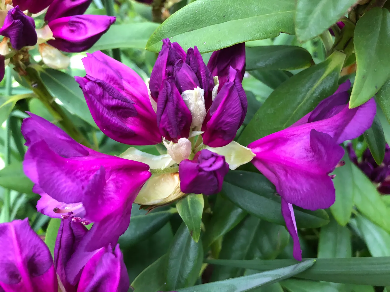 Purple Passion Rhododendron (Rhododendron 'Purple Passion') — scientifically named Rhododendron 'Purple Passion'