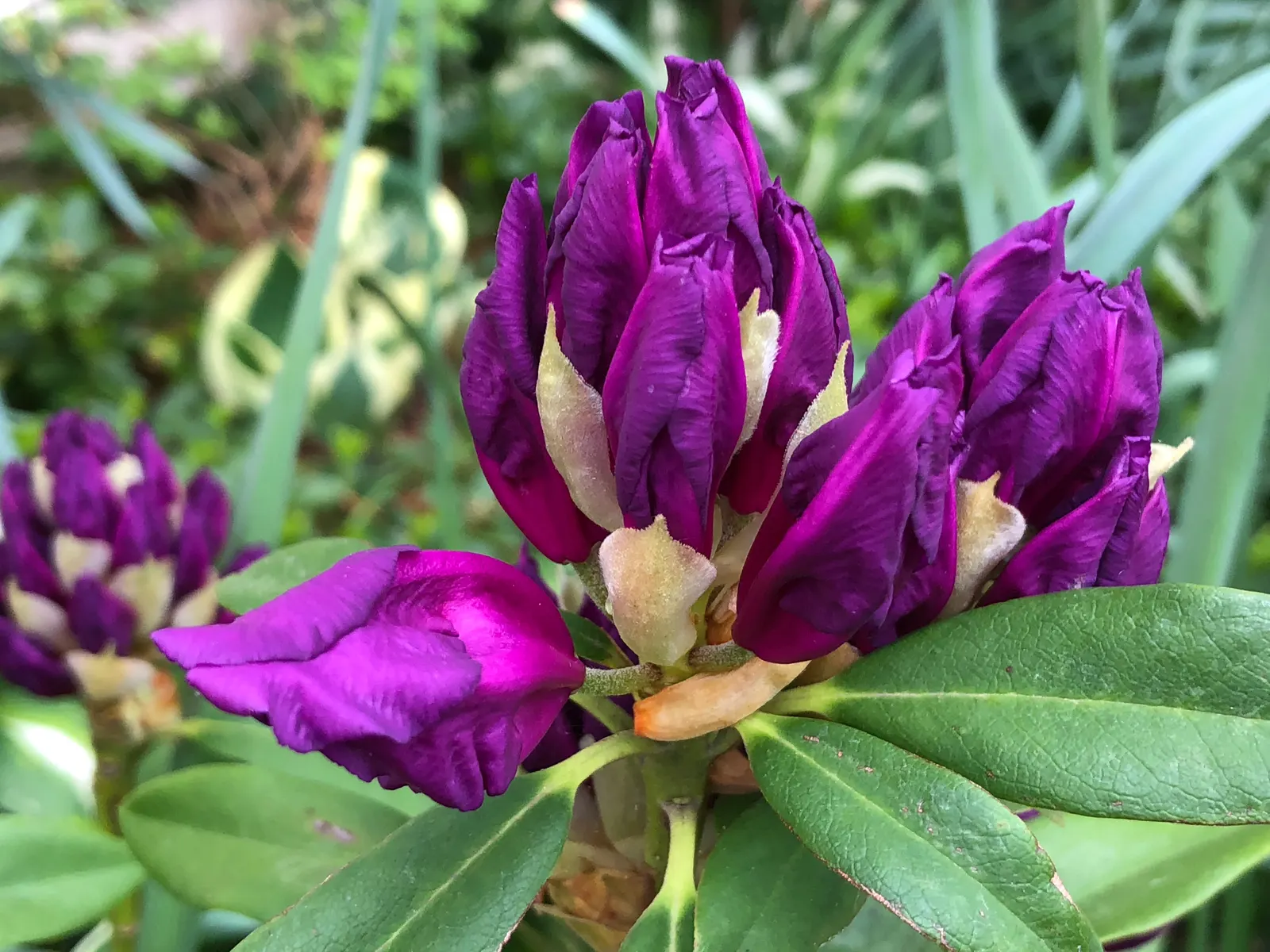 Purple Passion Rhododendron (Rhododendron 'Purple Passion') — maintain a regular watering schedule