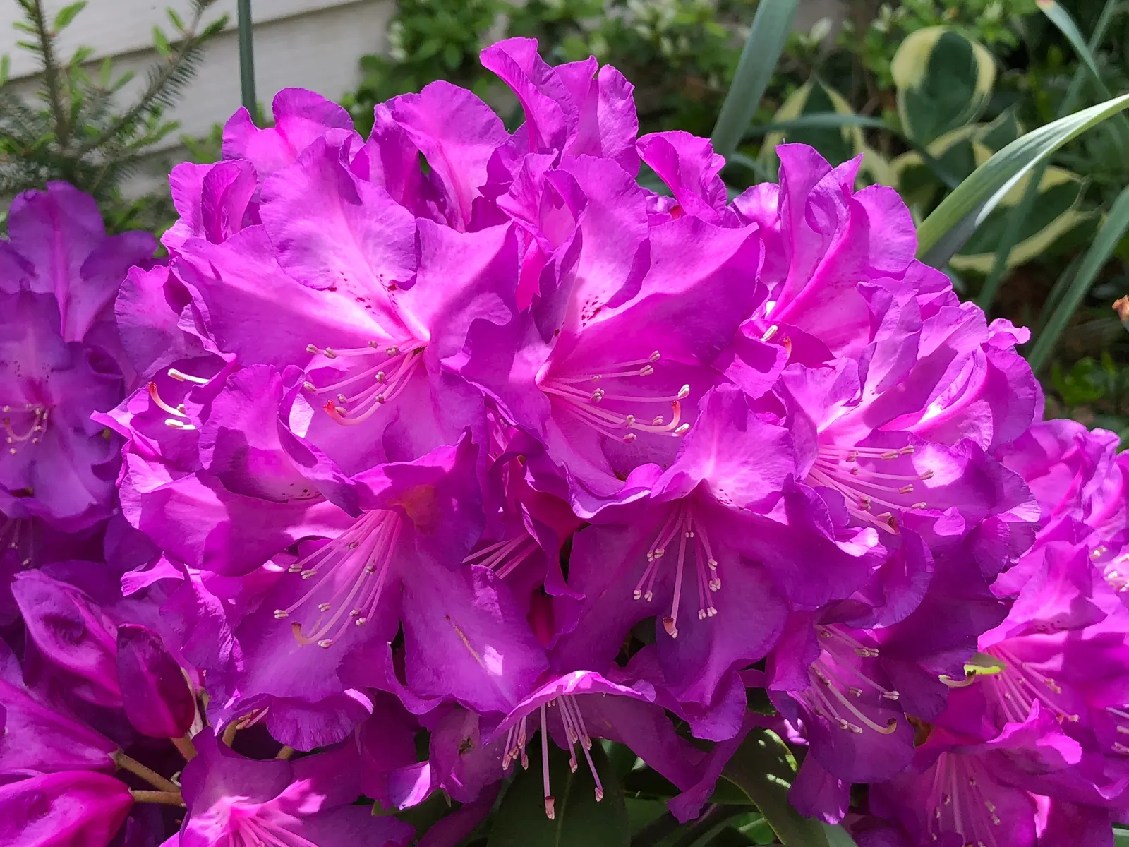 Purple Passion Rhododendron (Rhododendron 'Purple Passion') — creating stunning accent points in landscape designs; this variety thrives in partial shade and