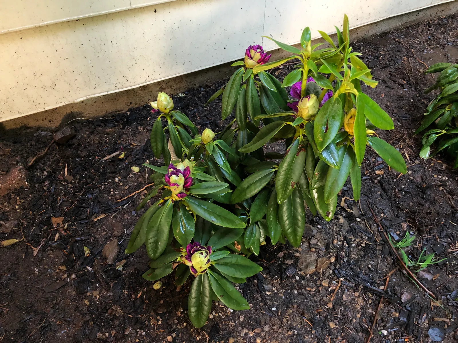 Purple Passion Rhododendron (Rhododendron 'Purple Passion') — Its blooming period in mid-spring adds vibrant color and dense foliage; and mulch the root zone