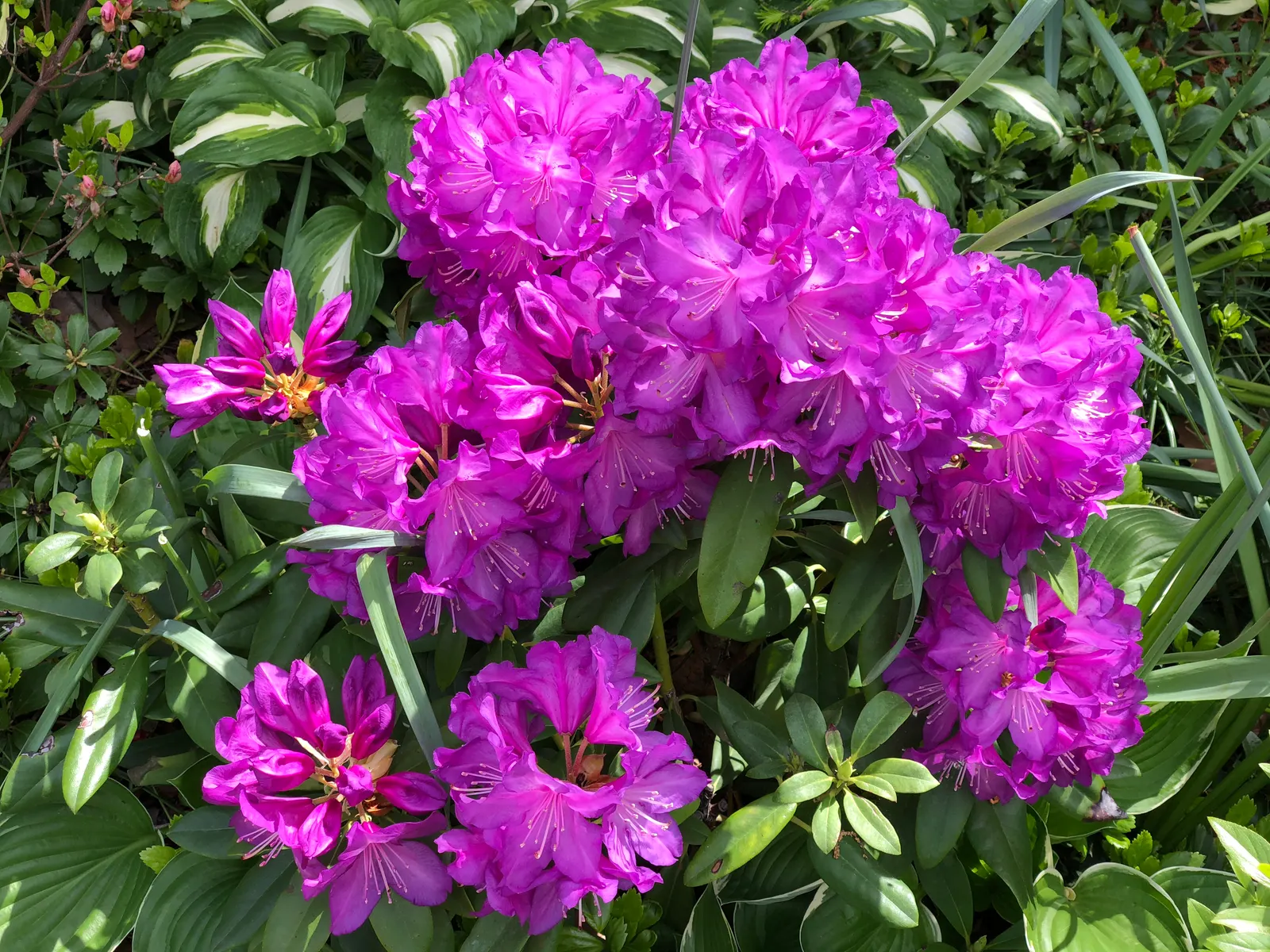 Purple Passion Rhododendron (Rhododendron 'Purple Passion') — pink flowers in the garden