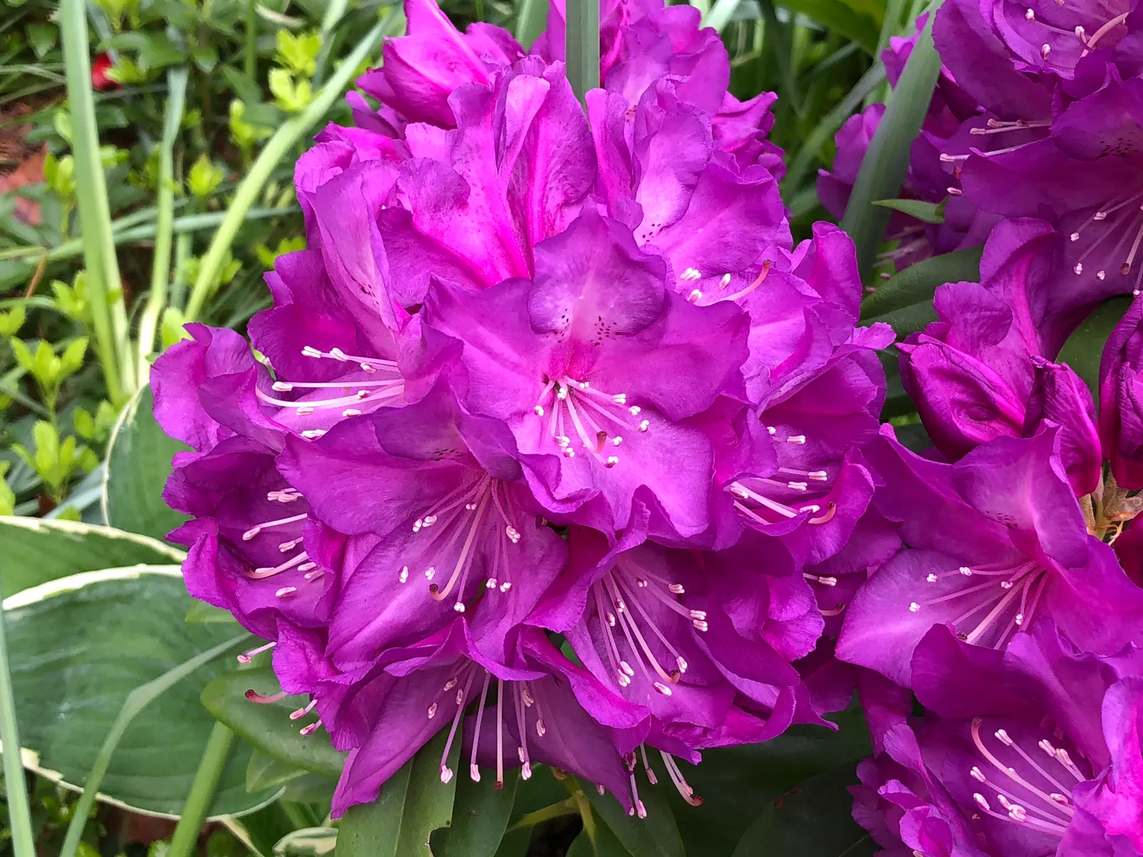 Purple Passion Rhododendron (Rhododendron 'Purple Passion') — It typically reaches 4-6 feet in height and spreads 4-5 feet; creating stunning accent points in