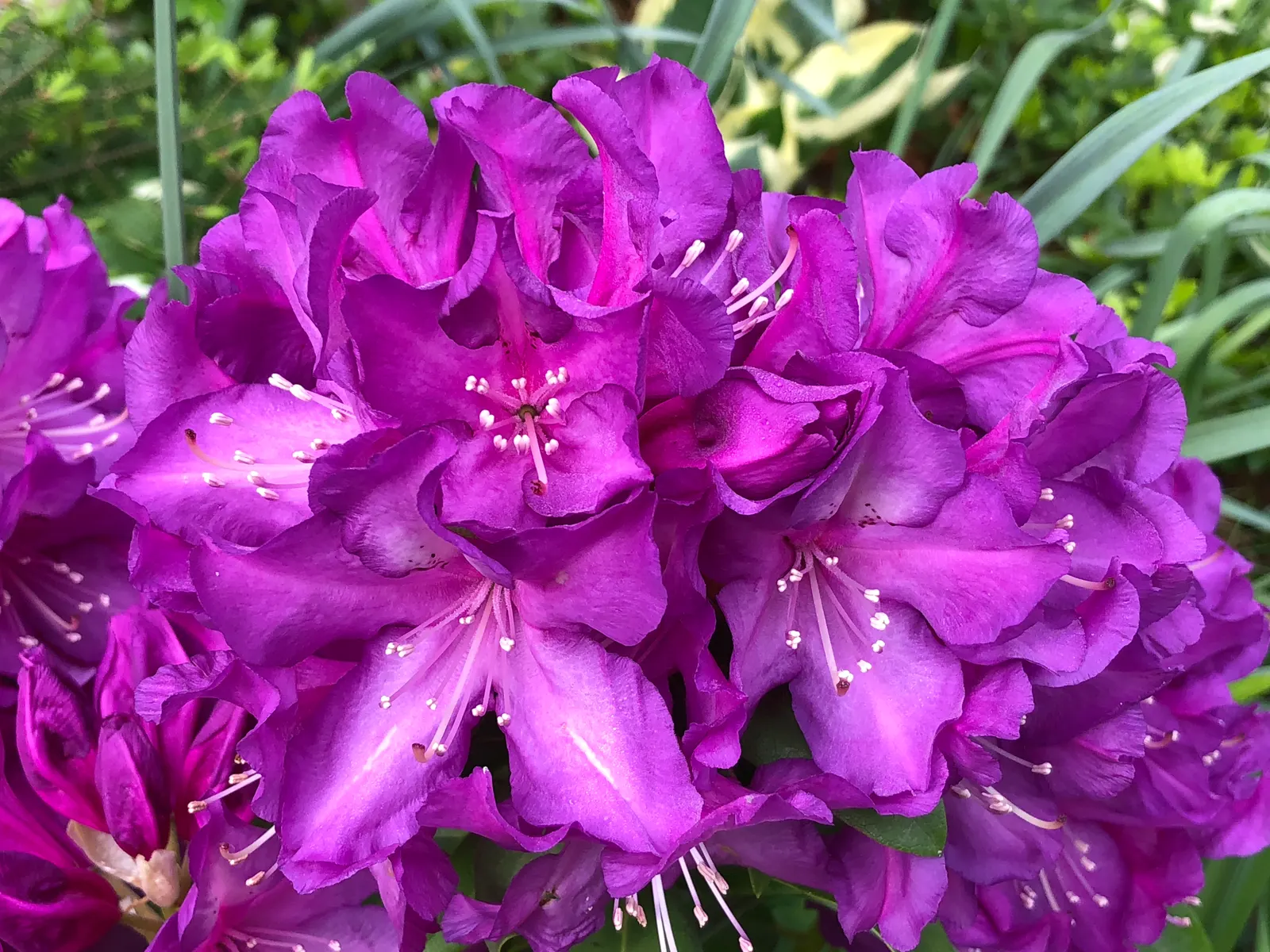 Purple Passion Rhododendron (Rhododendron 'Purple Passion') — creating stunning accent points in landscape designs