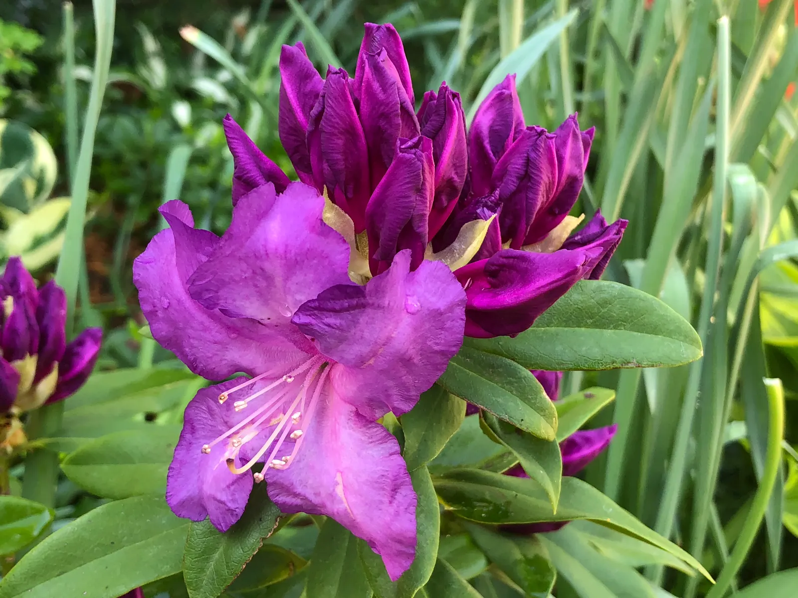 Purple Passion Rhododendron (Rhododendron 'Purple Passion') — regal purple with subtly darker freckles that draw the eyes and invite closer inspection
