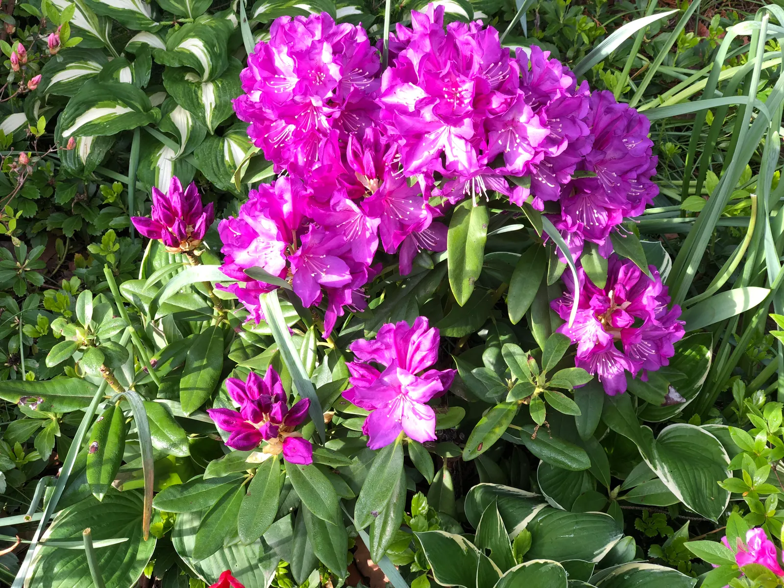 Purple Passion Rhododendron (Rhododendron 'Purple Passion') — When designing a landscape
