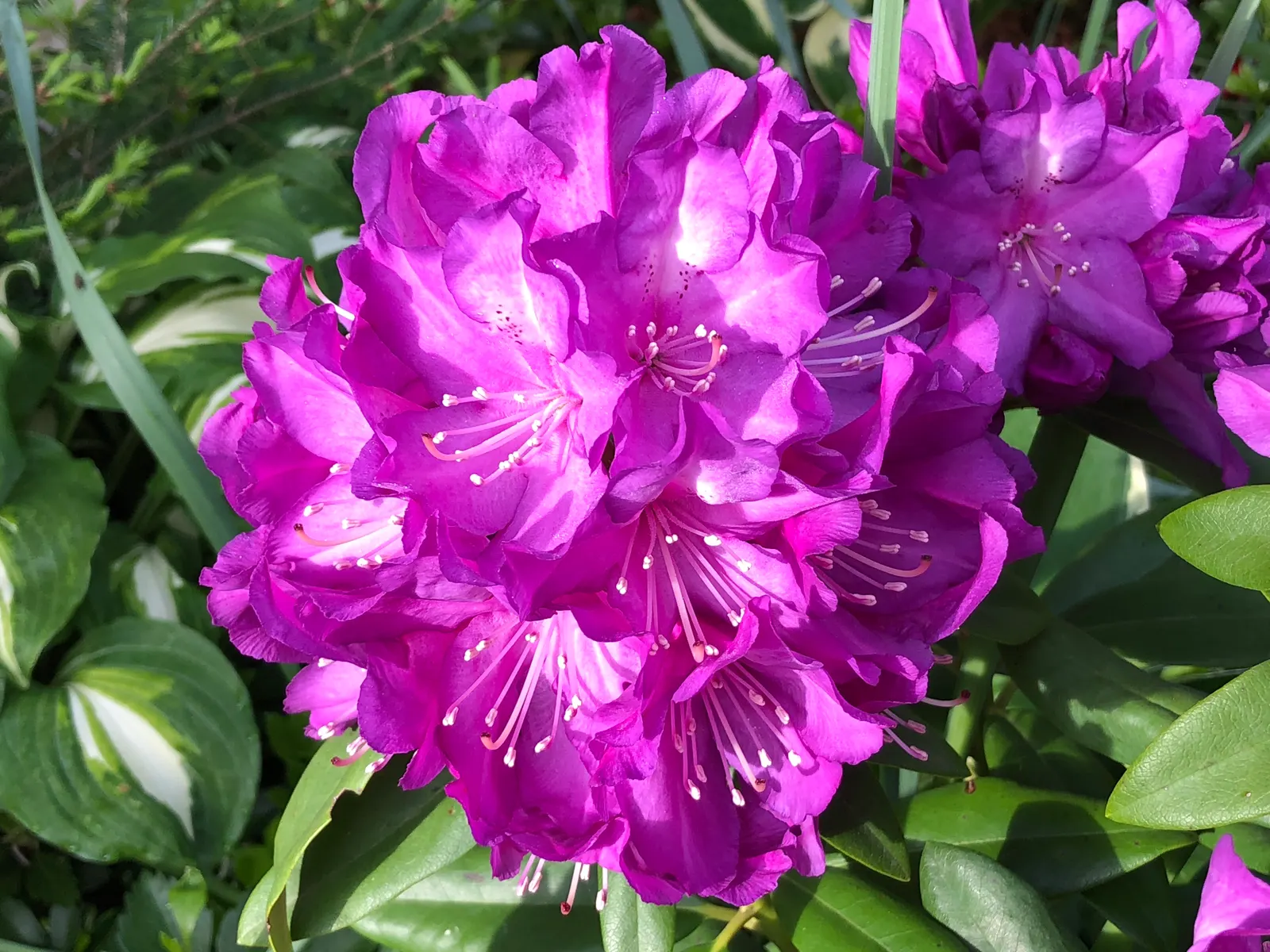 Purple Passion Rhododendron (Rhododendron 'Purple Passion') — broadleaf evergreen / shrub with pink blooms