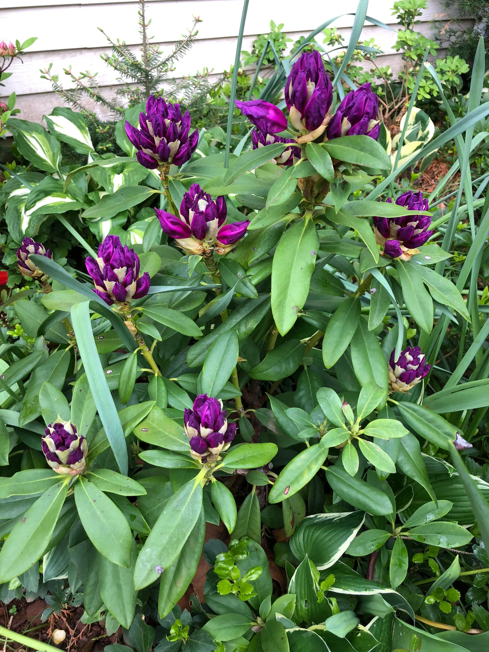 Purple Passion Rhododendron (Rhododendron 'Purple Passion') — creating an imposing presence