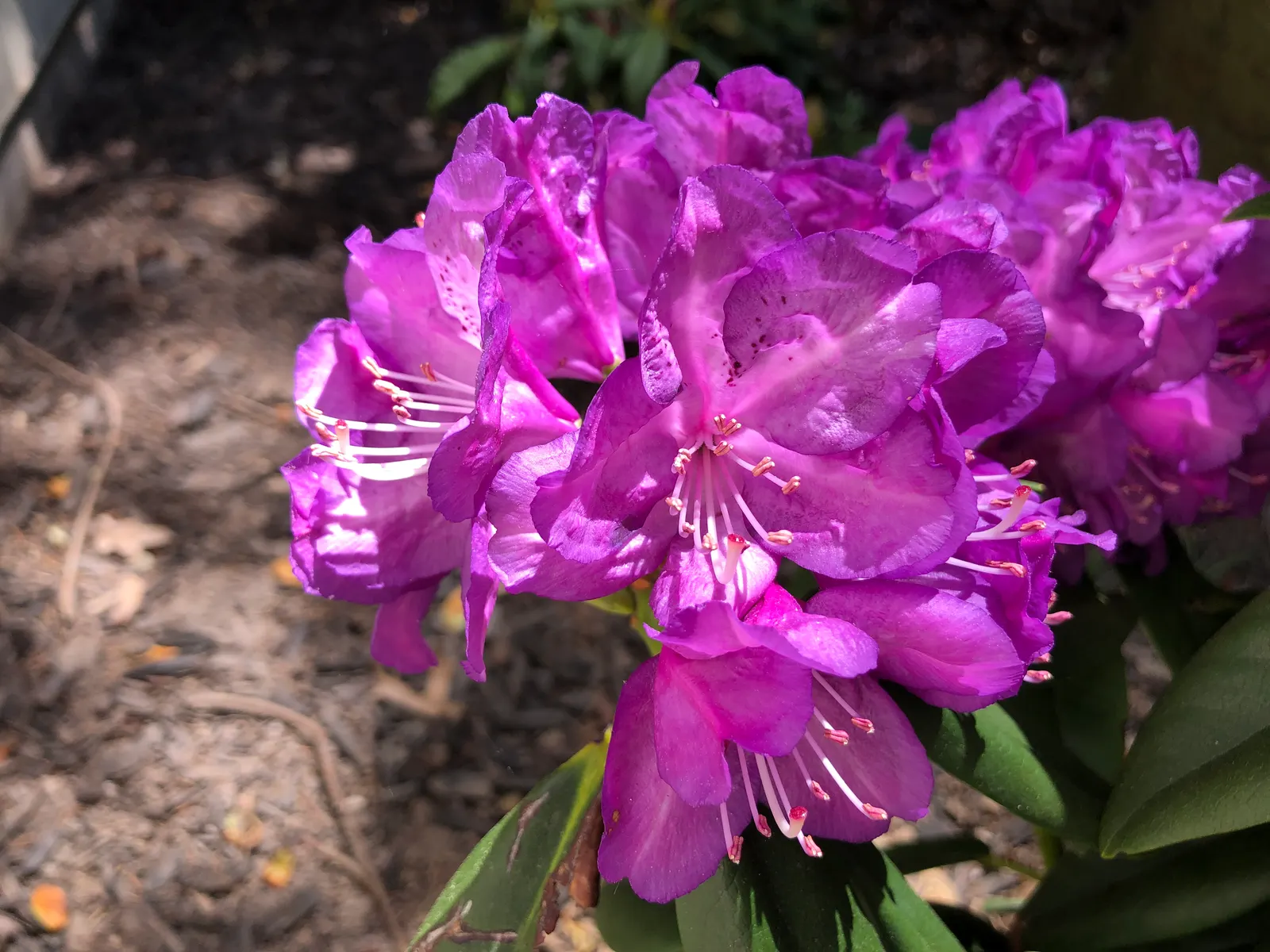 Purple Passion Rhododendron (Rhododendron 'Purple Passion') — When selecting this plant for a client's garden