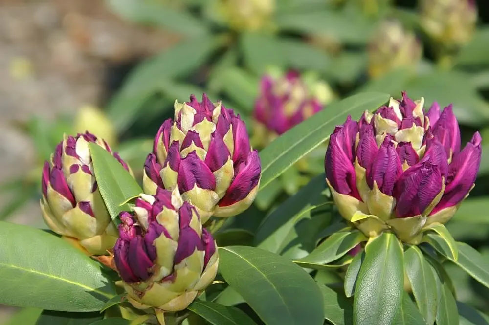 Purple Passion Rhododendron (Rhododendron 'Purple Passion') — opulent purple blooms that adorn this botanical masterpiece