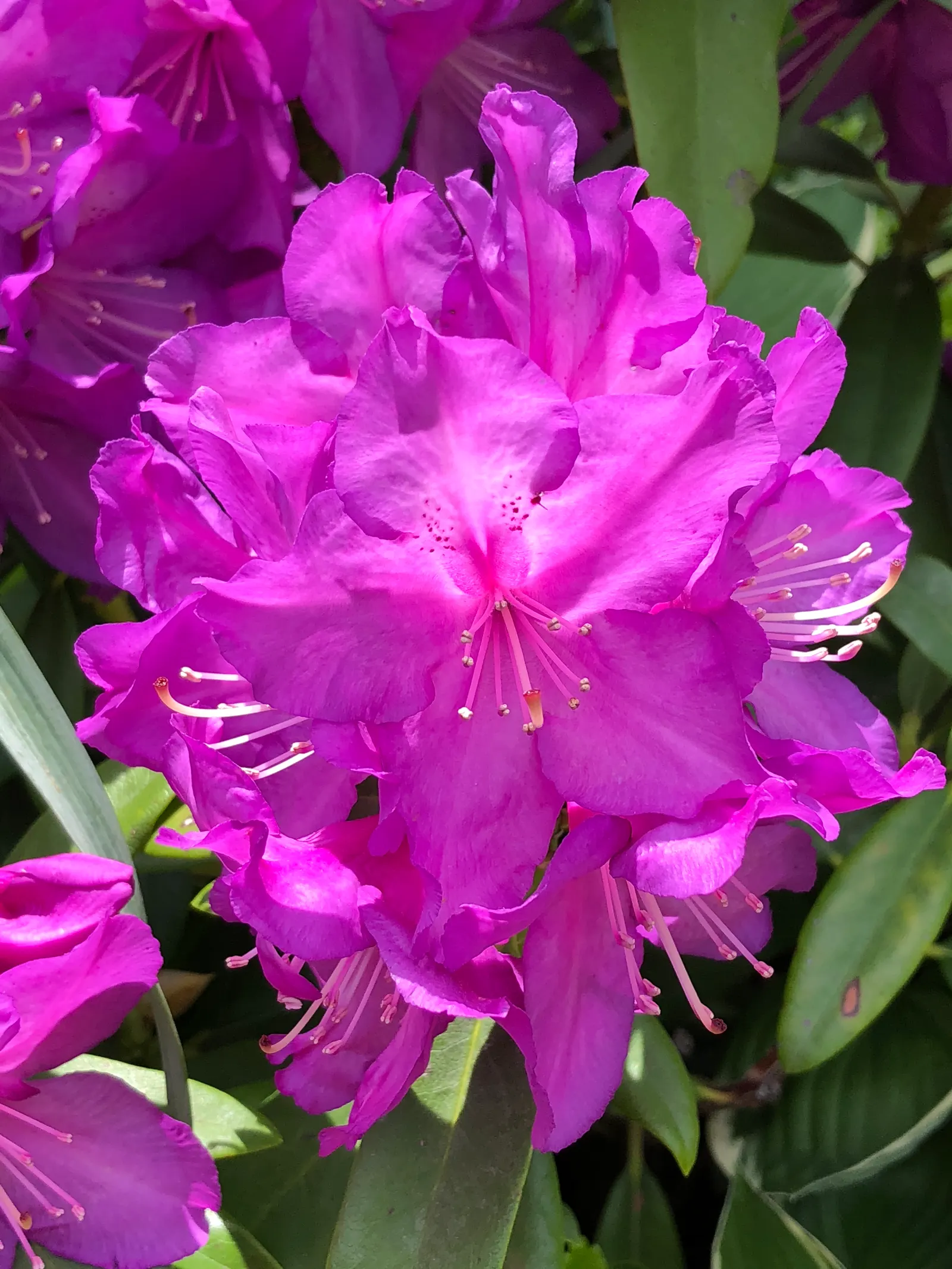 Purple Passion Rhododendron (Rhododendron 'Purple Passion') — Its blooming period in mid-spring adds vibrant color and dense foliage