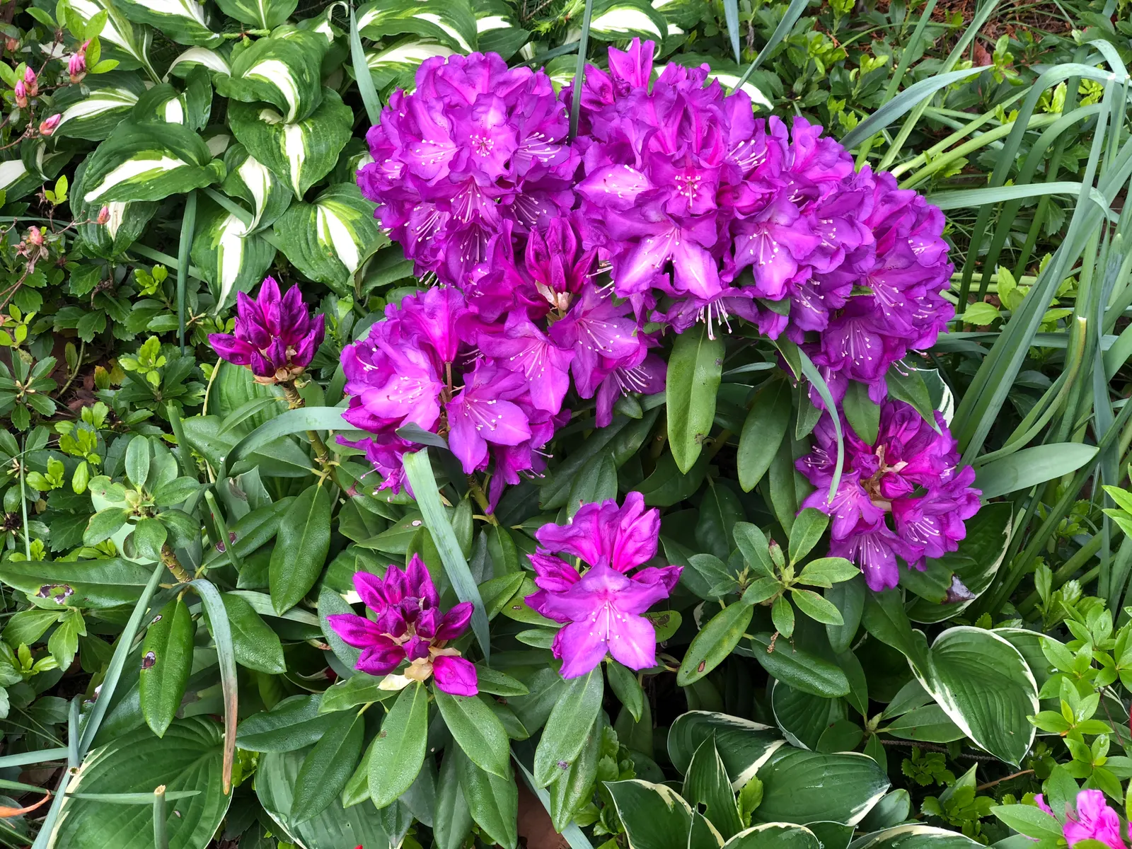 Purple Passion Rhododendron (Rhododendron 'Purple Passion') — acidic soils rich in organic material