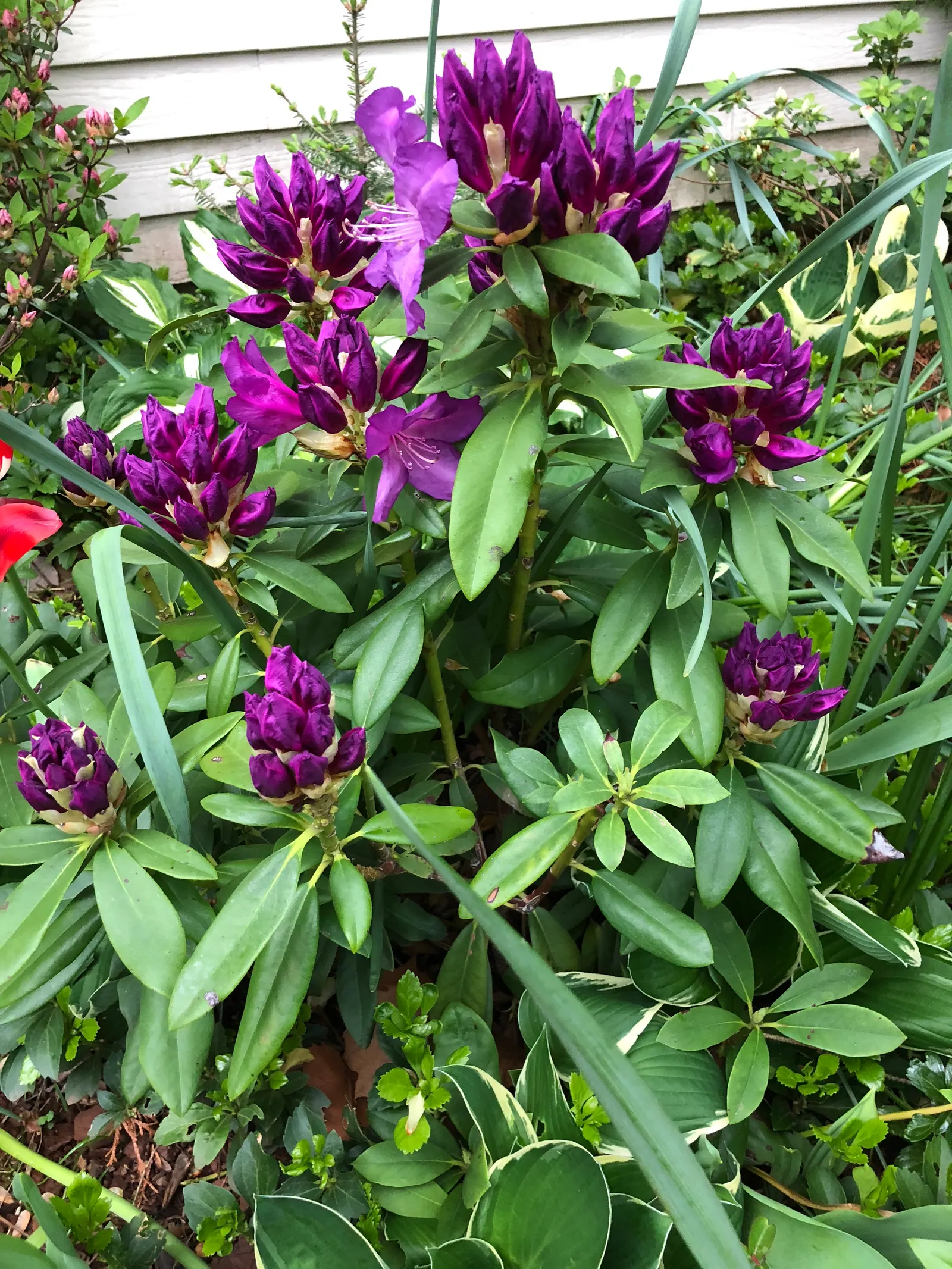 Purple Passion Rhododendron (Rhododendron 'Purple Passion') — Hardy in zones 4-8, it requires minimal pruning