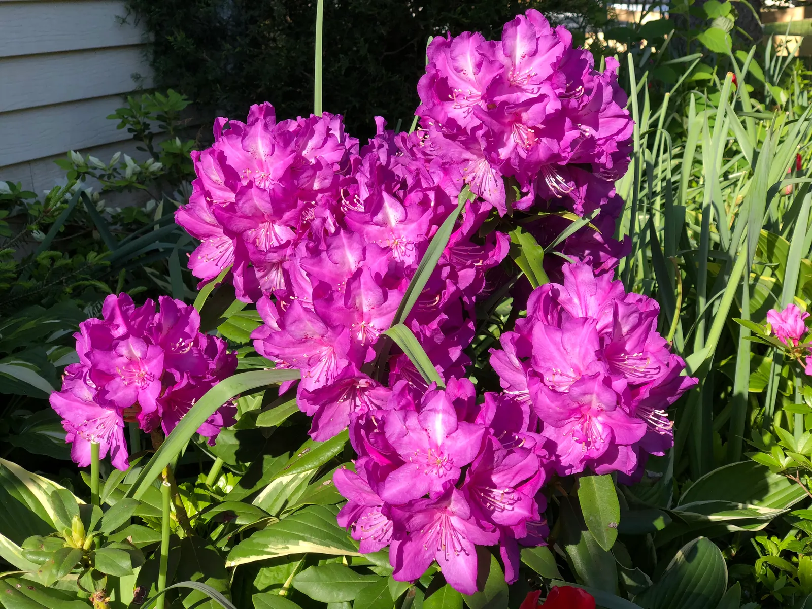Purple Passion Rhododendron (Rhododendron 'Purple Passion') — It typically reaches 4-6 feet in height and spreads 4-5 feet