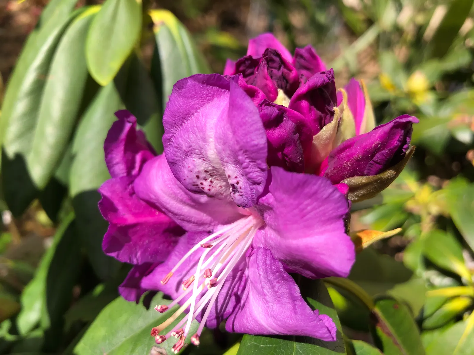 Purple Passion Rhododendron (Rhododendron 'Purple Passion') — This variety thrives in partial shade and well-drained, acidic soil; creating an imposing presence