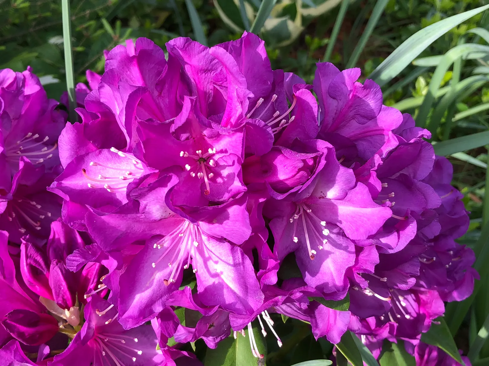 Purple Passion Rhododendron (Rhododendron 'Purple Passion') — especially during dry periods