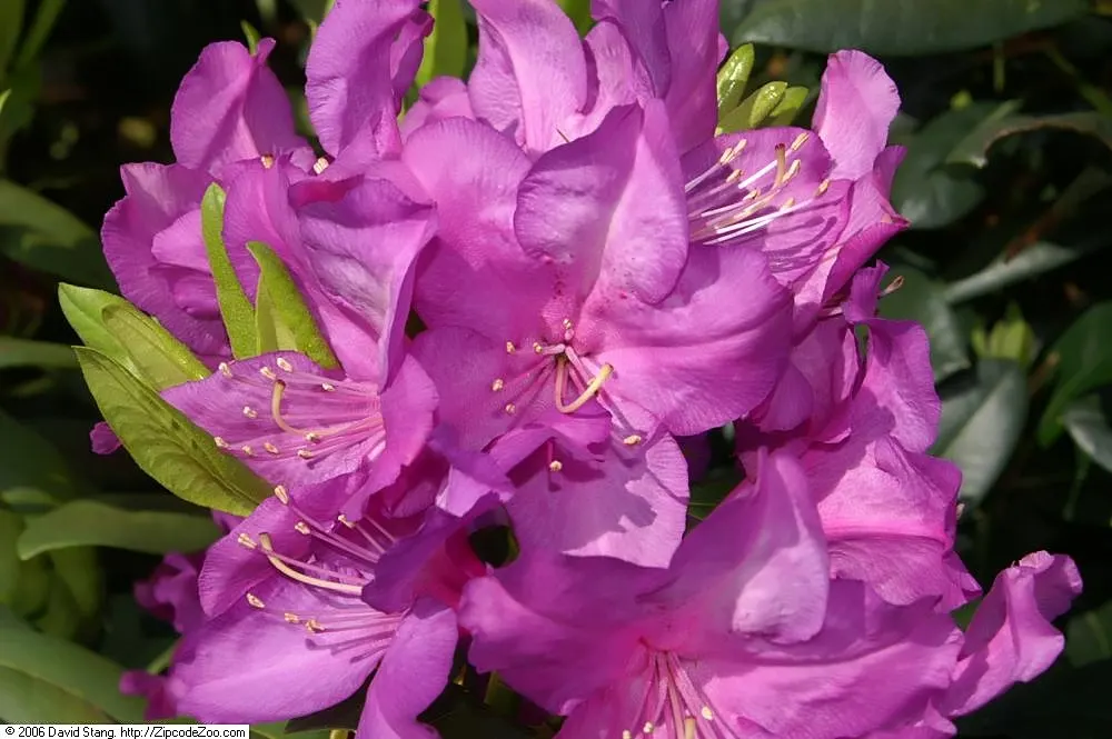 Purple Passion Rhododendron (Rhododendron 'Purple Passion') — The remarkable flowers are a deep