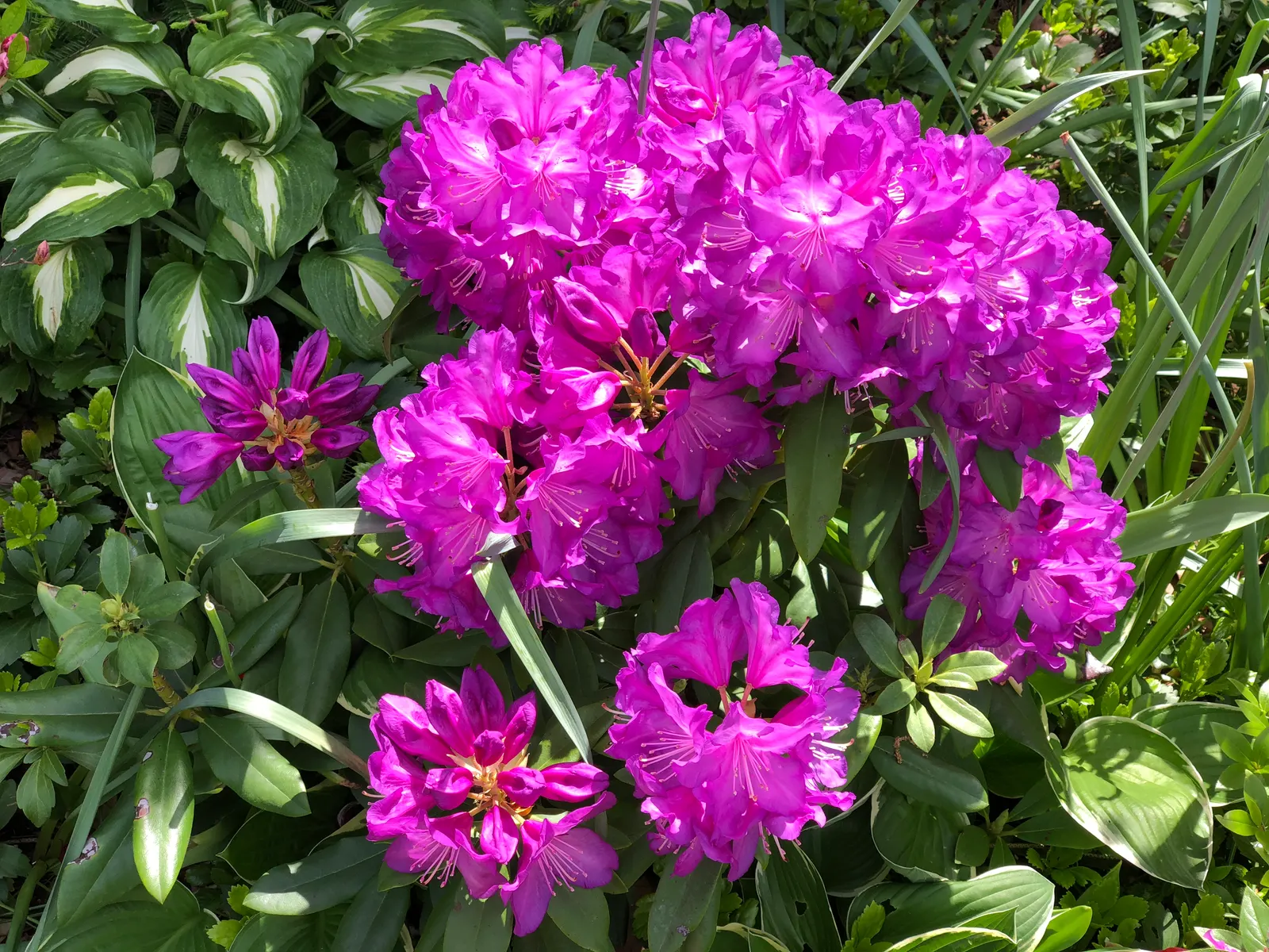 Purple Passion Rhododendron (Rhododendron 'Purple Passion') — and mulch the root zone to conserve moisture and regulate soil temperature