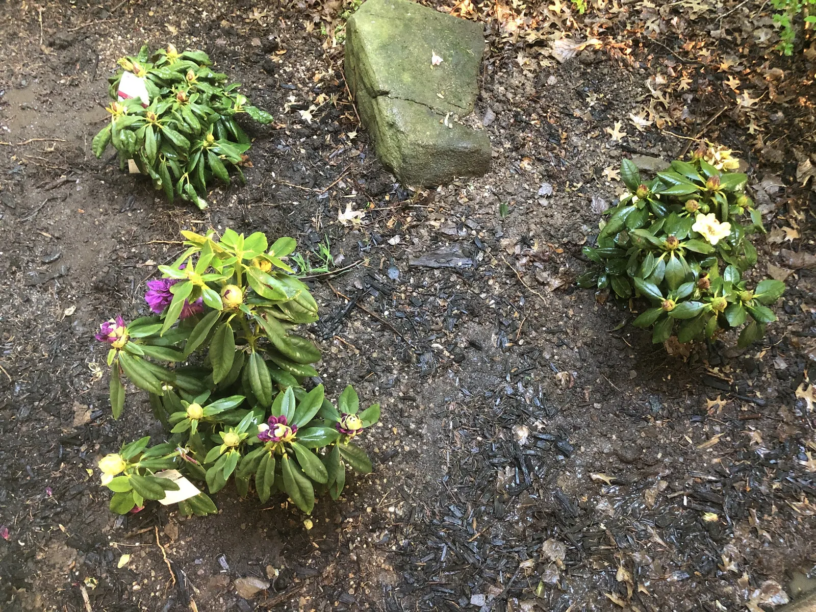 Purple Passion Rhododendron (Rhododendron 'Purple Passion') — provided it is not exposed to harsh