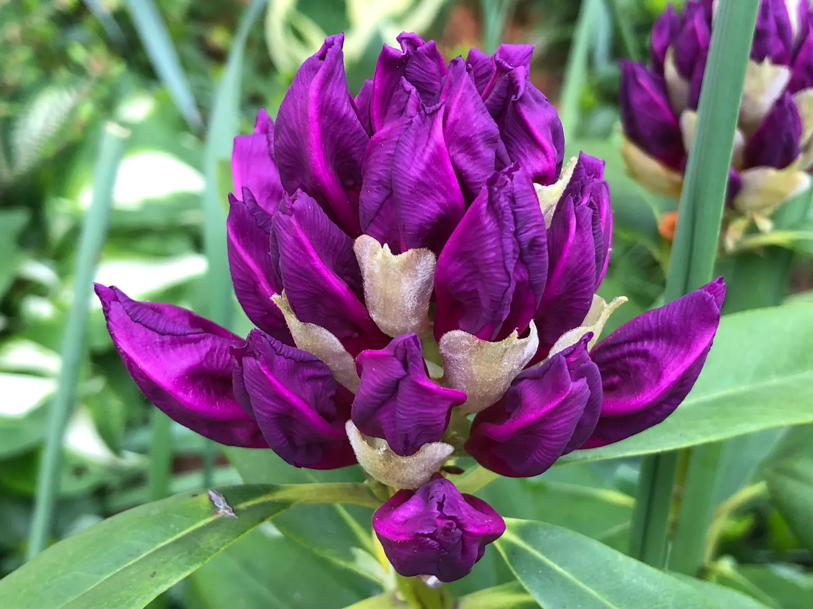 Purple Passion Rhododendron (Rhododendron 'Purple Passion') — The Purple Passion is cold-hardy to about -10&deg;F, making it suitable for USDA Hardiness Zones