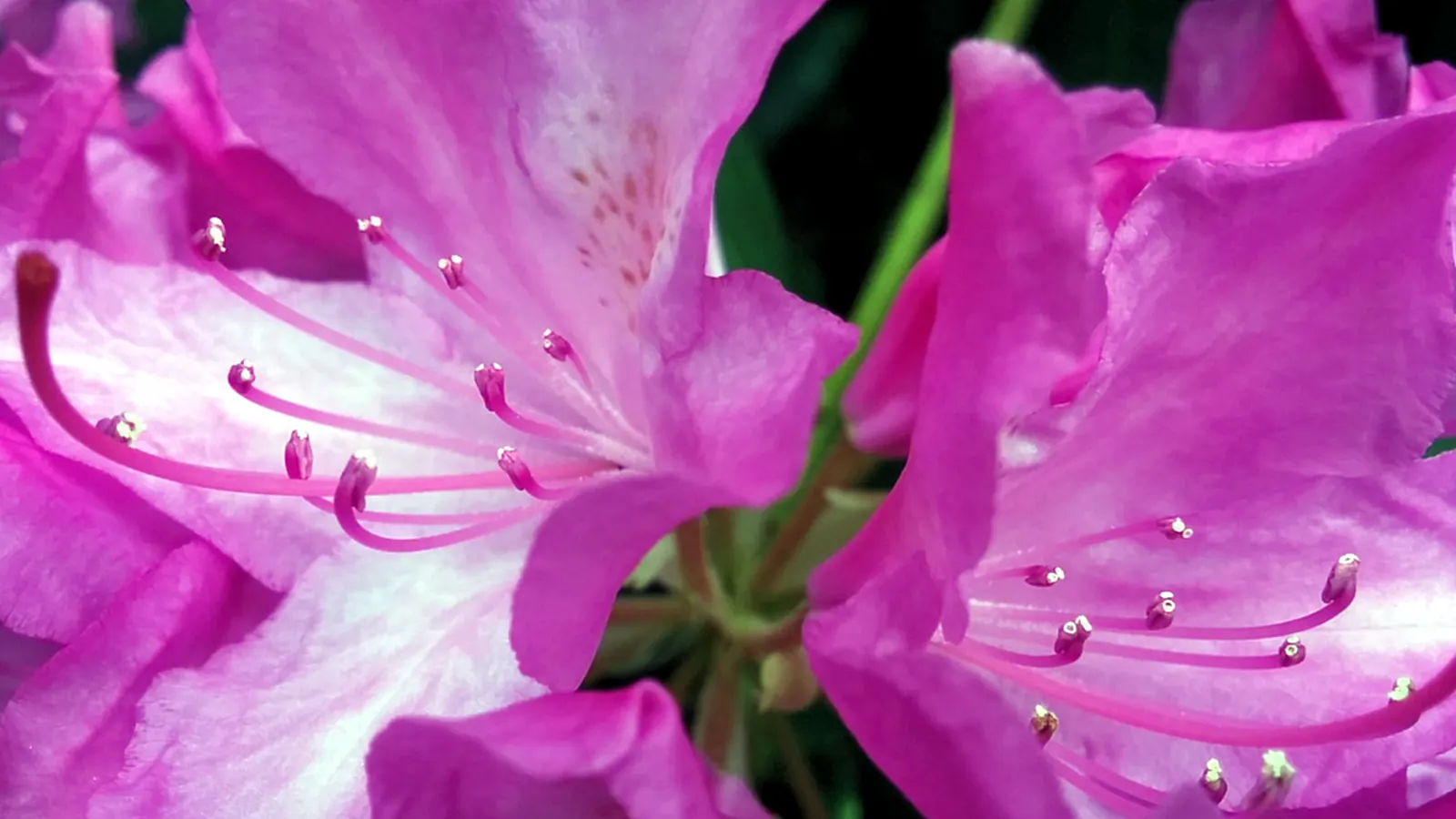 Purple Passion Rhododendron (Rhododendron 'Purple Passion') — with a pH range ideally between 4.5 and 6.0.<br><br>For optimal health and blossoming