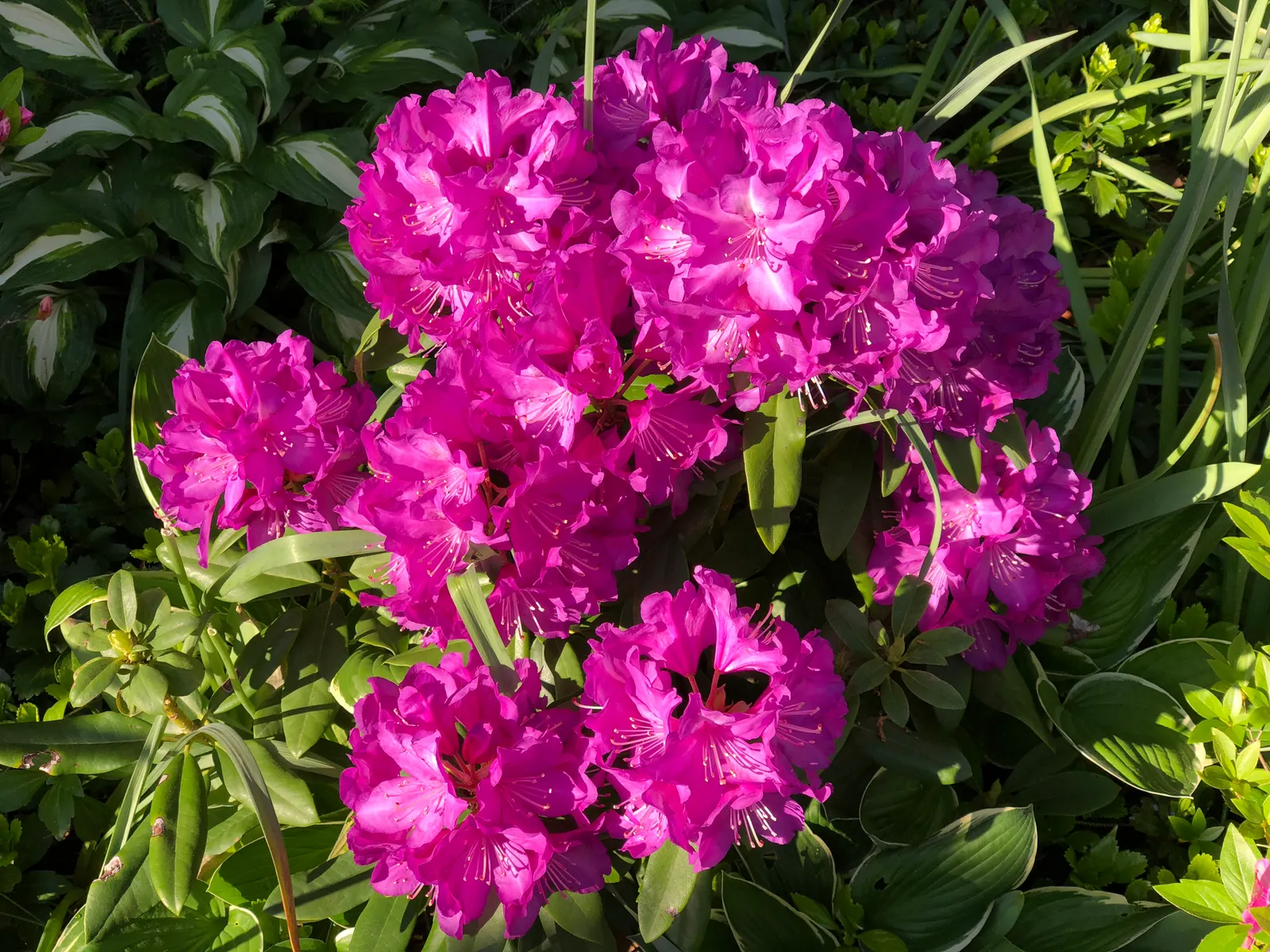 Purple Passion Rhododendron (Rhododendron 'Purple Passion') — This variety thrives in partial shade and well-drained, acidic soil
