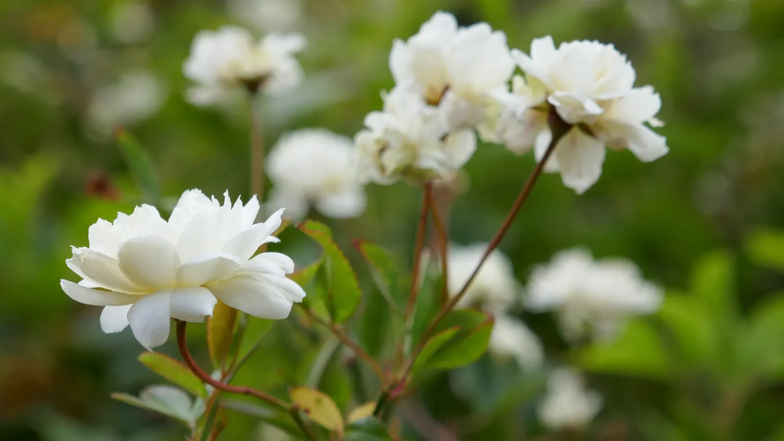 Dbl. White Lady Banks' Rose (Rosa Banksiae 'Alba Plena') — Hardy in zones 7 through 9, it requires full sun and well-draining soil