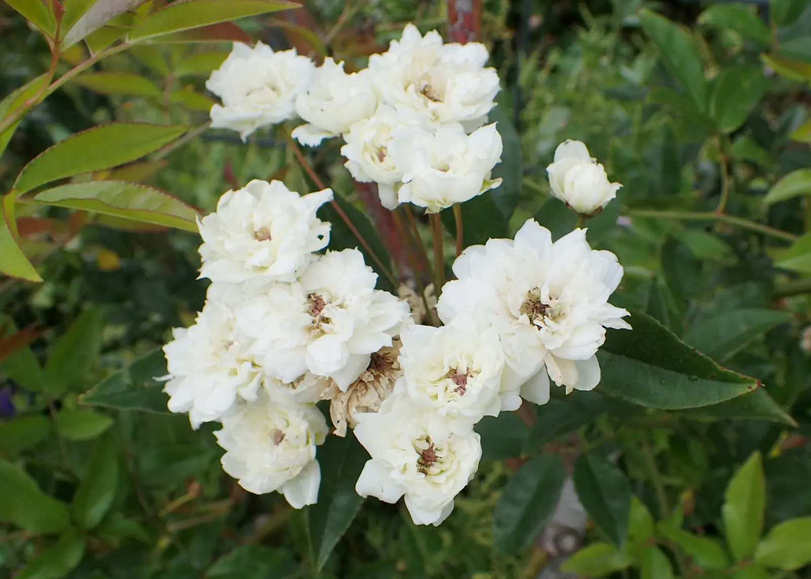 Dbl. White Lady Banks' Rose (Rosa Banksiae 'Alba Plena') — The Rosa banksiae 'Alba Plena', or Double White Lady Banks' Rose, is a vigorous, thornless climber