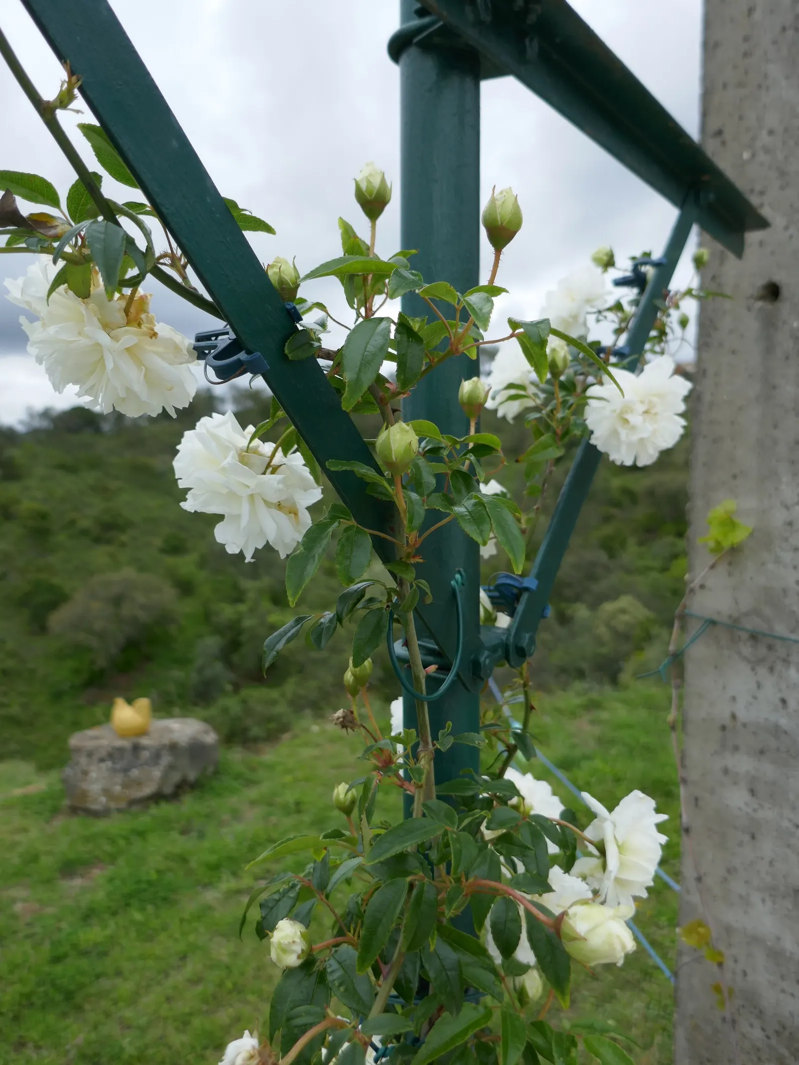 Dbl. White Lady Banks' Rose (Rosa Banksiae 'Alba Plena') — scientifically named Rosa banksiae 'Alba Plena'