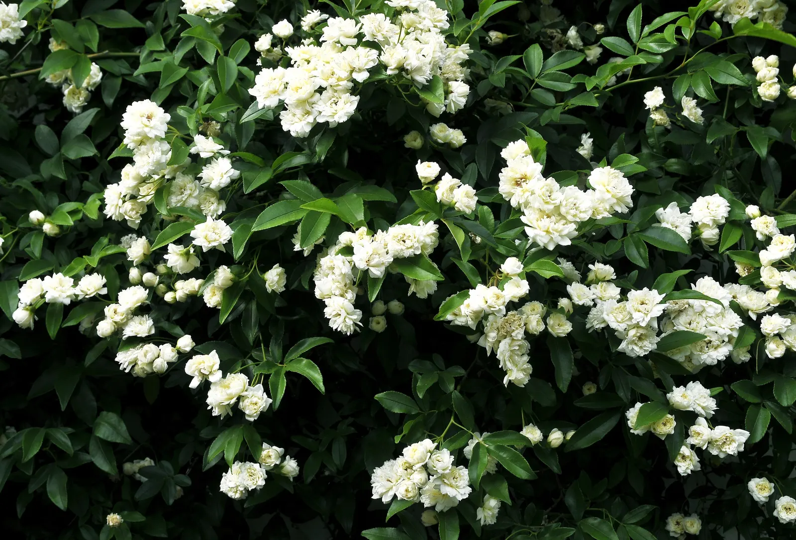 Dbl. White Lady Banks' Rose (Rosa Banksiae 'Alba Plena') — This once-blooming rose can reach heights of up to 20 feet, perfect for arbors or trellises