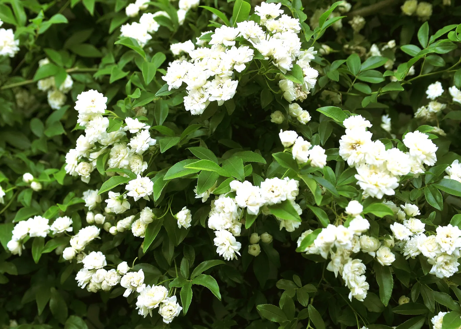 Dbl. White Lady Banks' Rose (Rosa Banksiae 'Alba Plena') — It features lush, double white blooms with a soft fragrance in spring
