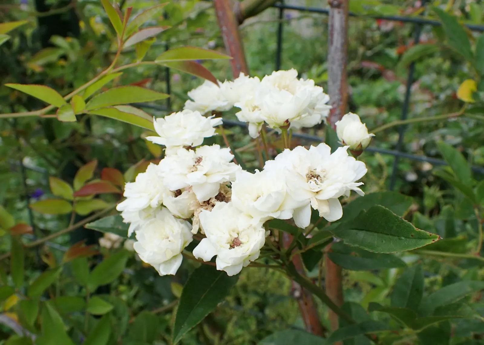 Dbl. White Lady Banks' Rose (Rosa Banksiae 'Alba Plena') — Offering low maintenance, it's ideal for adding romantic cascades of white to any garden design