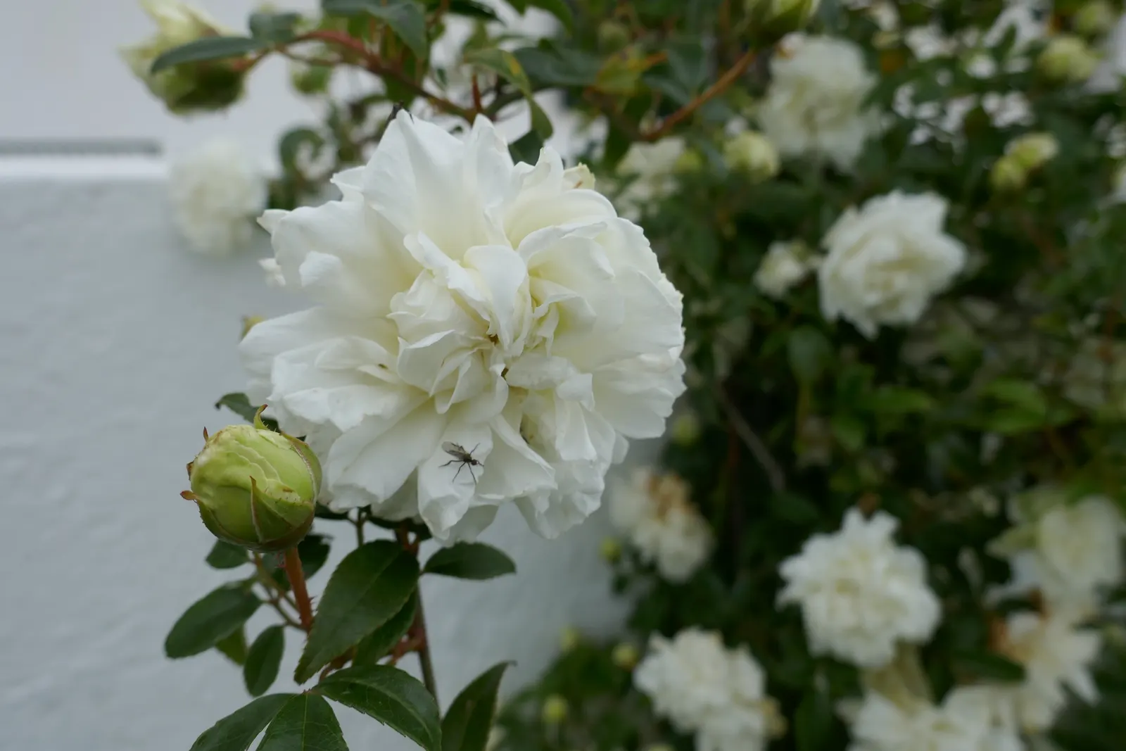 Dbl. White Lady Banks' Rose (Rosa Banksiae 'Alba Plena') — is a cherished addition to any landscape design for its lush and romantic display