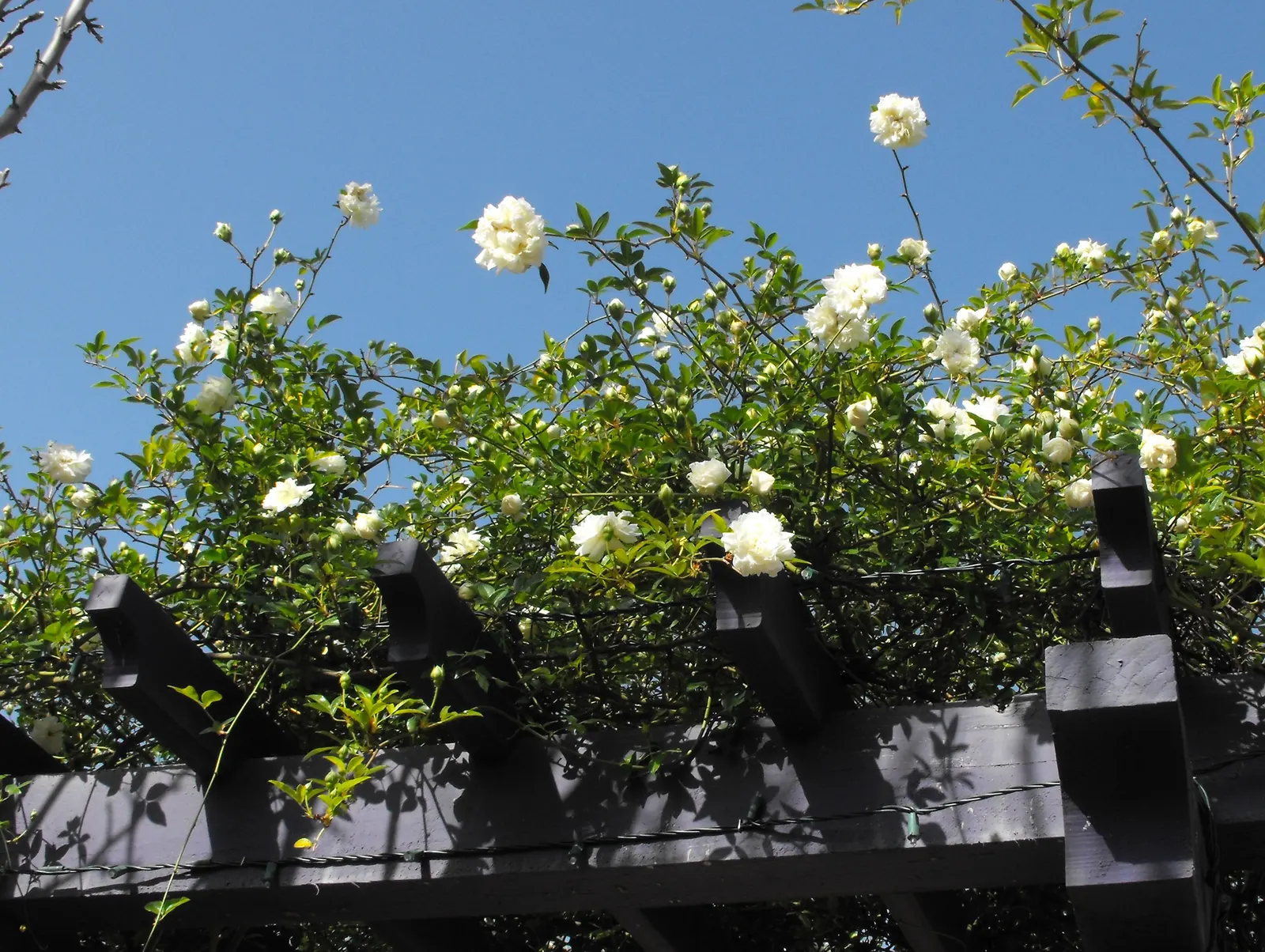 Dbl. White Lady Banks' Rose (Rosa Banksiae 'Alba Plena') — The Double White Lady Banks' Rose