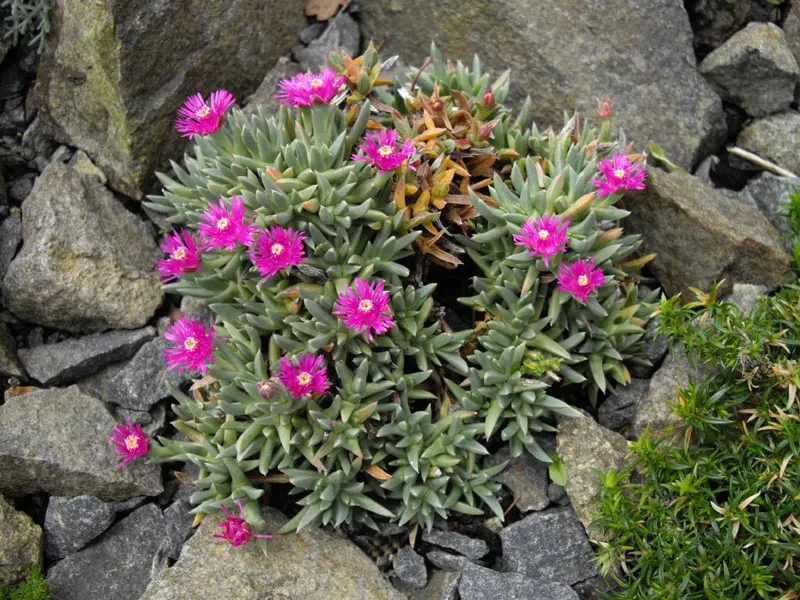 Creeping Shrubby Ice Plant (Ruschia Pulvinaris) — Its fleshy, bright green leaves are complemented by vibrant pink flowers in spring