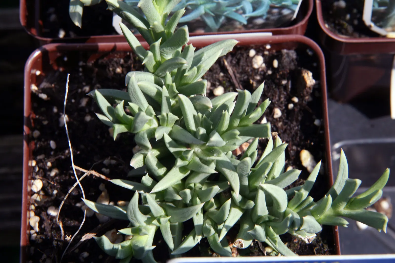 Creeping Shrubby Ice Plant (Ruschia Pulvinaris) — drought-tolerant succulent with a mat-forming habit