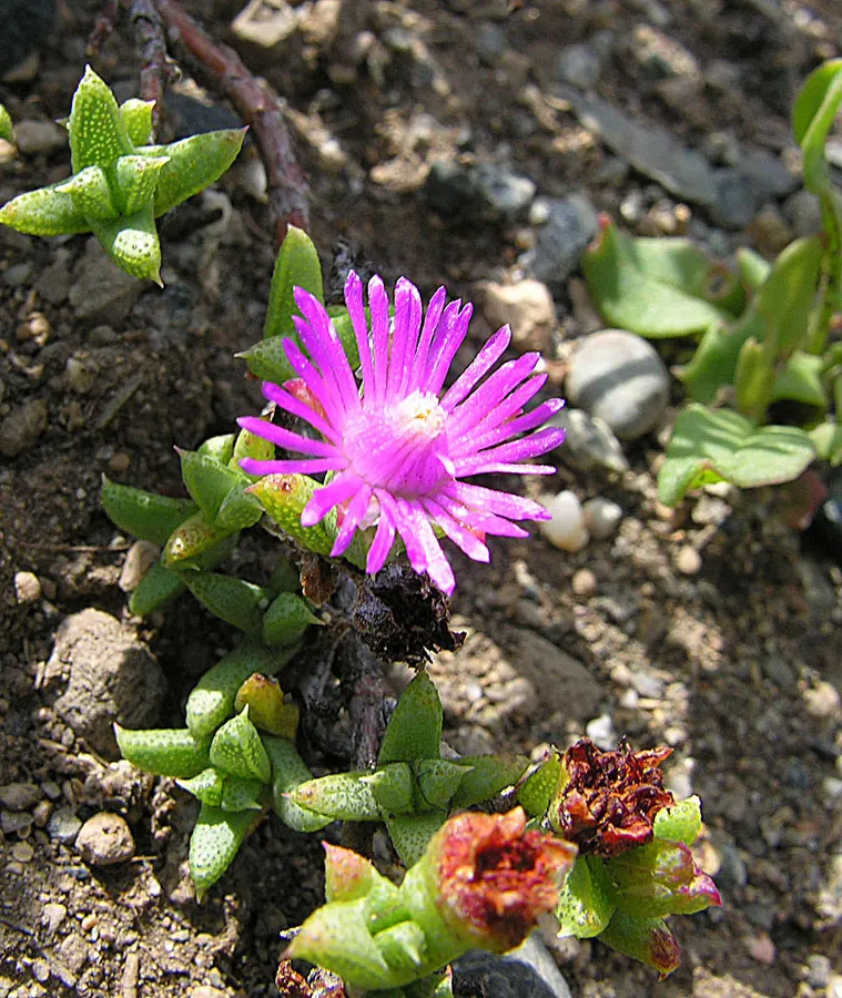 Creeping Shrubby Ice Plant (Ruschia Pulvinaris) — reaching up to 8 inches in height and spreading up to 24 inches wide