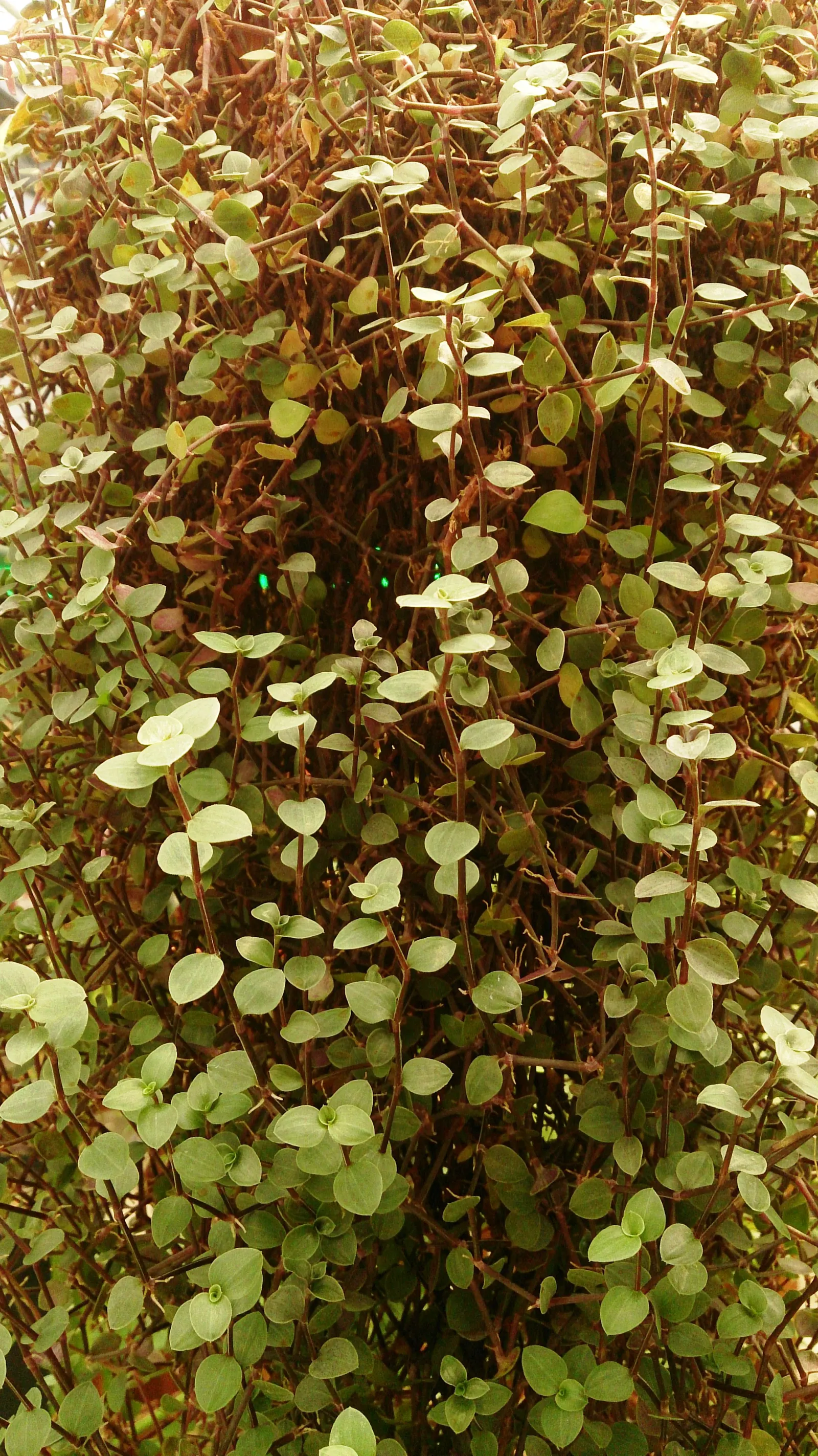 Inch Plant (Tradescantia Zebrina) — though regular trimming may be necessary to maintain its shape and encourage fuller growth; the soil should retain moisture