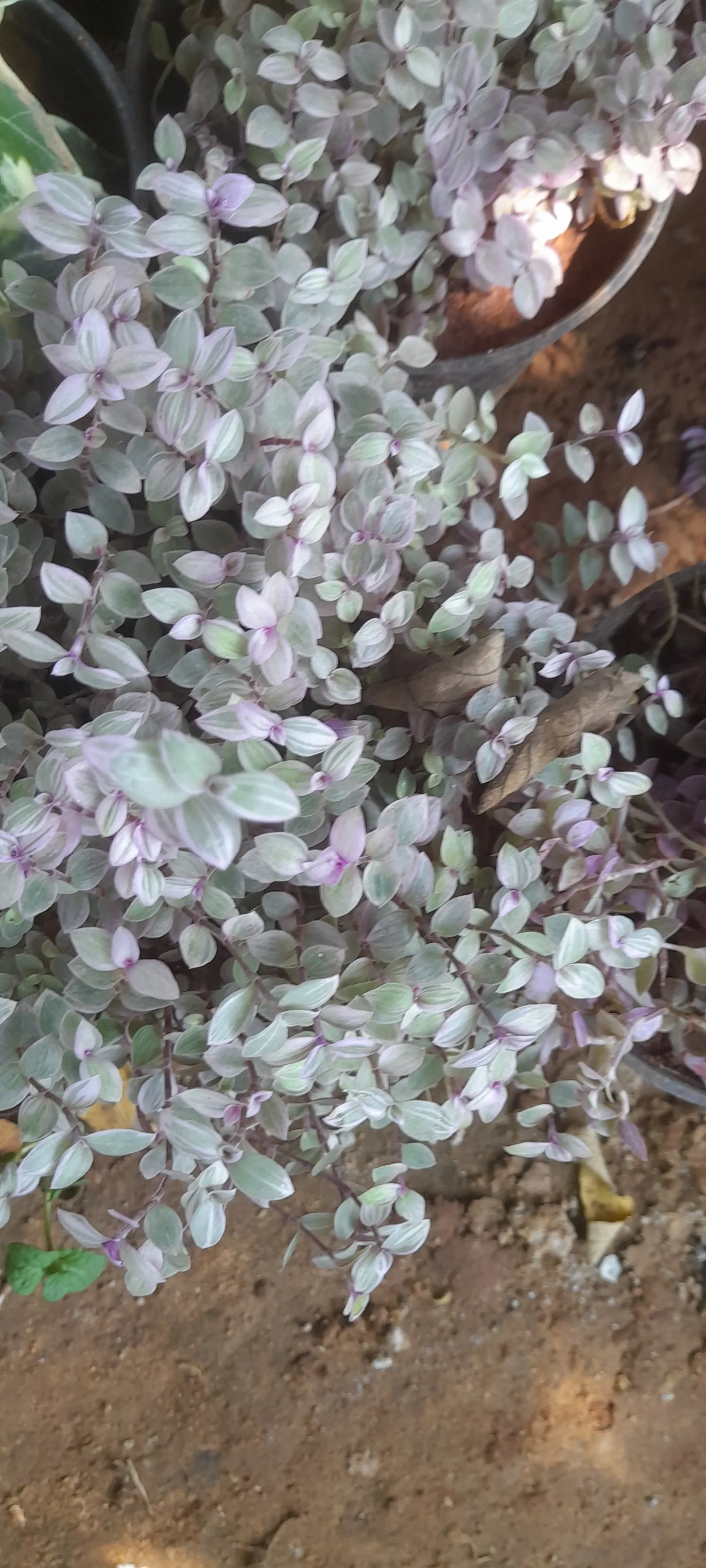 Inch Plant (Tradescantia Zebrina) — The plant's elongated leaves measure approximately 2 to 3 inches in length and 0.75 to 1 inch in width; due to, image 49