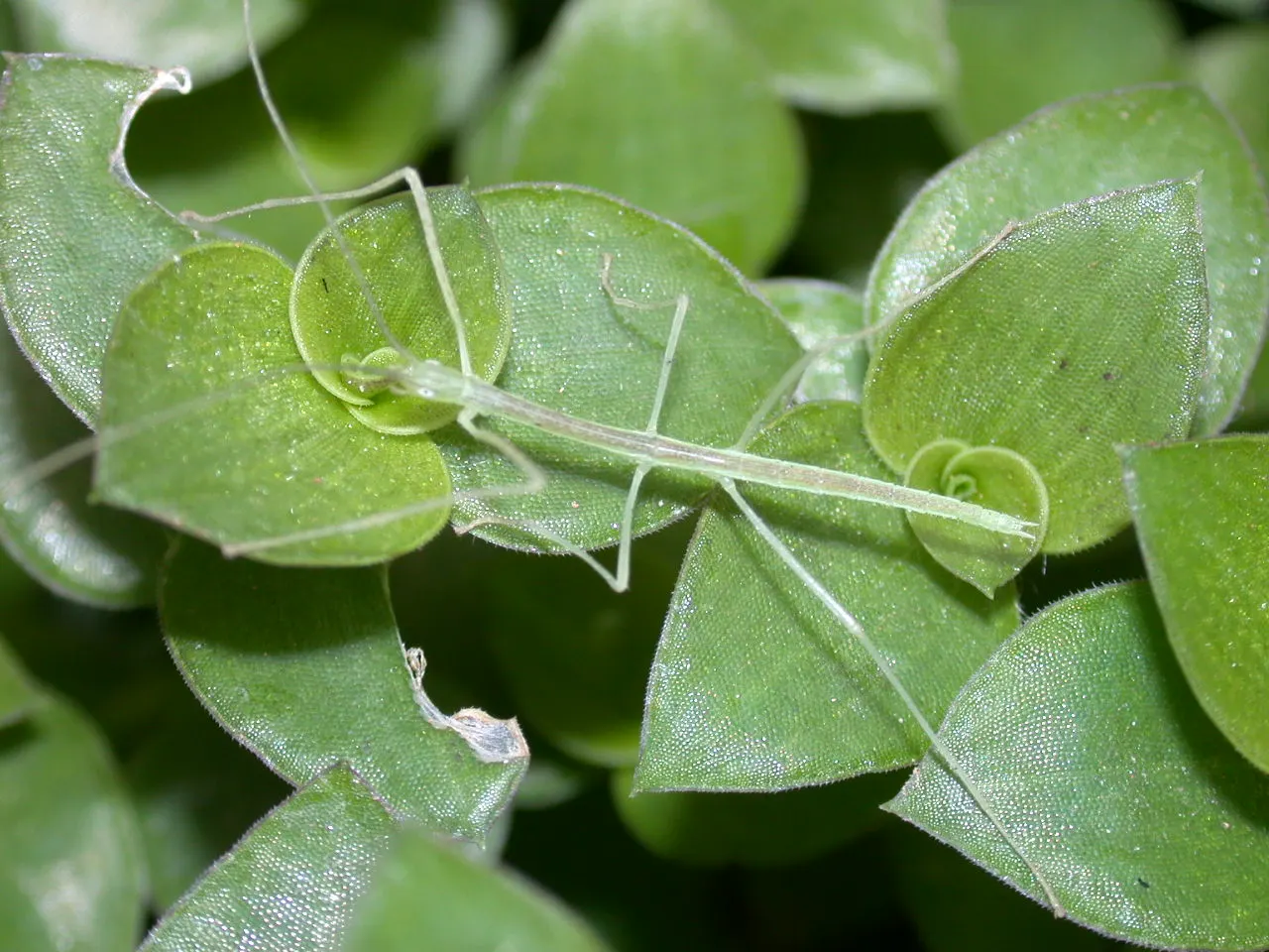Inch Plant (Tradescantia Zebrina) — thriving in partial shade to full sun; it's essential to consider its placement to prevent unwanted overtaking, image 41