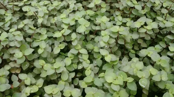 Inch Plant (Tradescantia Zebrina) — commonly known as the Inch Plant or Wandering Jew