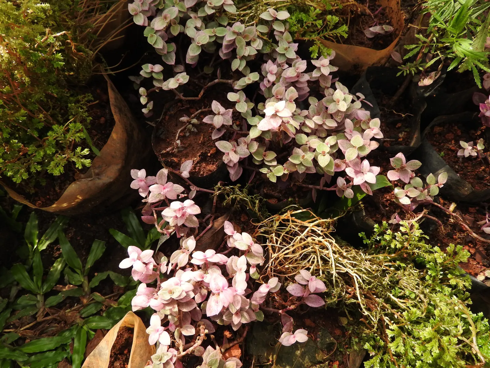 Inch Plant (Tradescantia Zebrina) — <br><br>Its foliage is a show-stopper; with a zebra-like pattern; minimum maintenance is required for this, image 46