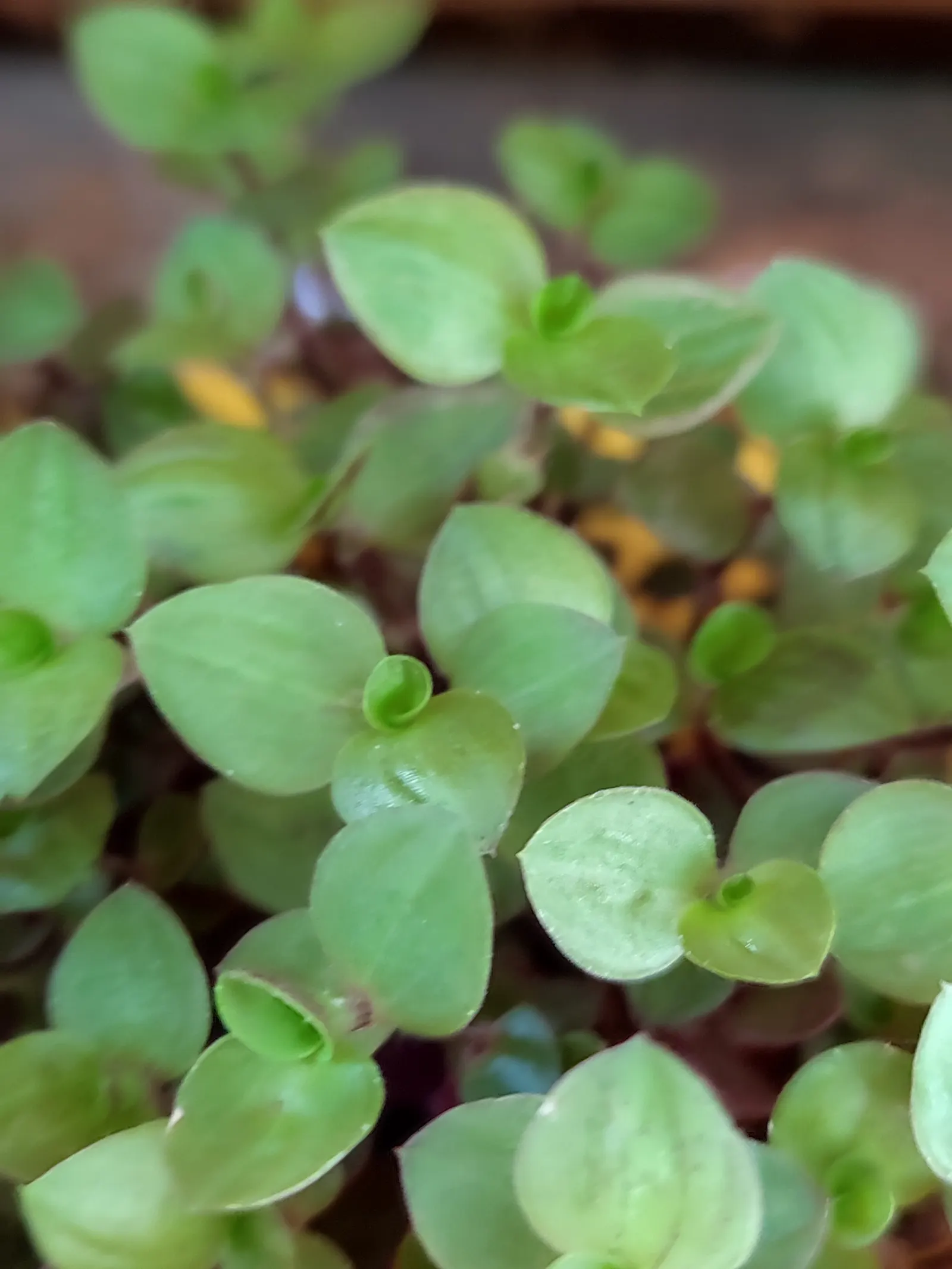 Inch Plant (Tradescantia Zebrina) — it's essential to consider its placement to prevent unwanted overtaking of adjacent plants; the leaves display a shimmering