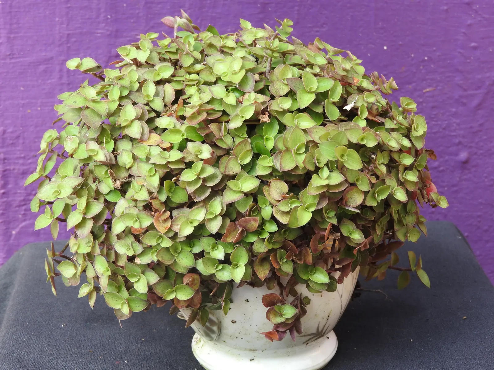 Inch Plant (Tradescantia Zebrina) — Its vibrant foliage provides a stunning contrast in mixed borders or as a splashy underplanting; features, image 44