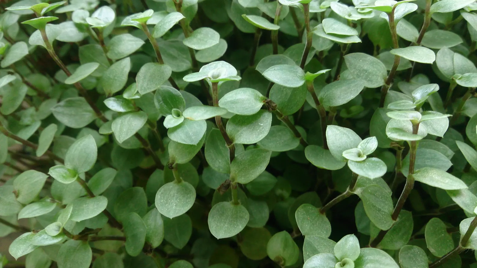 Inch Plant (Tradescantia Zebrina) — Due to its rapid spreading habit; this quick-growing perennial reaches 6 inches high and spreads up to 24 inches wide
