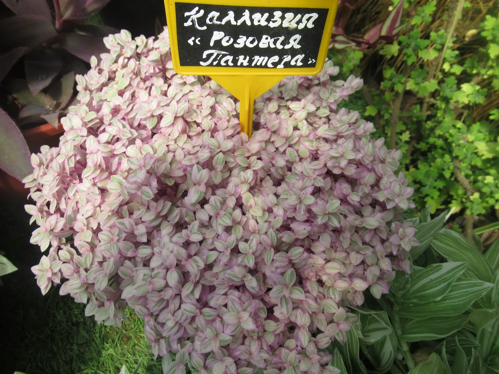 Inch Plant (Tradescantia Zebrina) — <br><br>The Inch Plant thrives in hardiness zones 9 to 11, preferring partial to full shade conditions; making it an