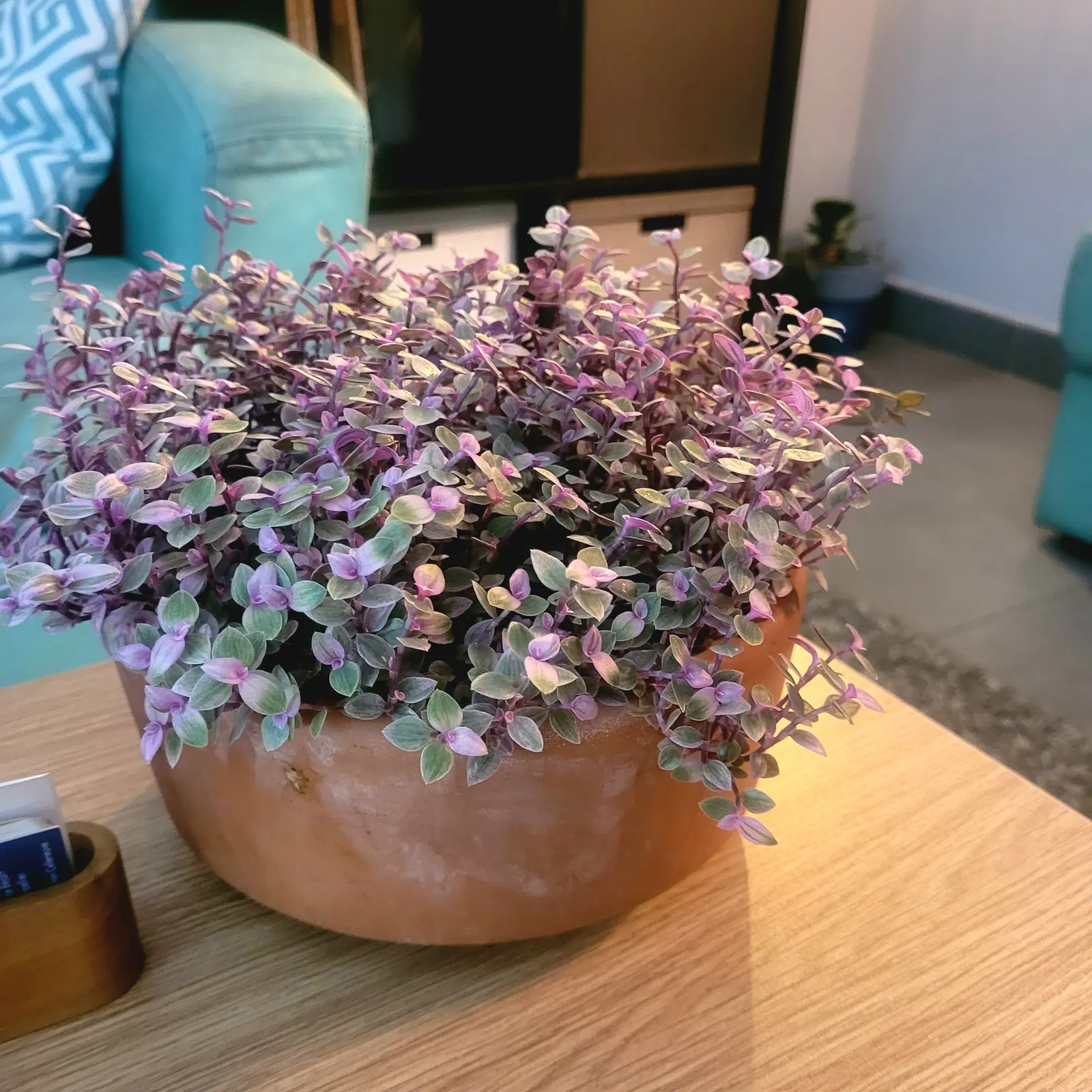 Inch Plant (Tradescantia Zebrina) — features striking lance-shaped leaves with silver stripes and rich purple undersides; ideal for hanging baskets, image 39