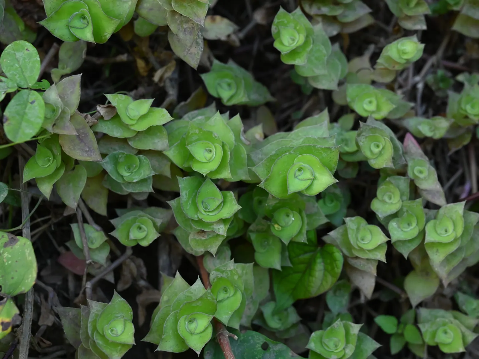 Inch Plant (Tradescantia Zebrina) — ground cover for full or half or shade; though regular trimming may be necessary to maintain its shape and encourage fuller