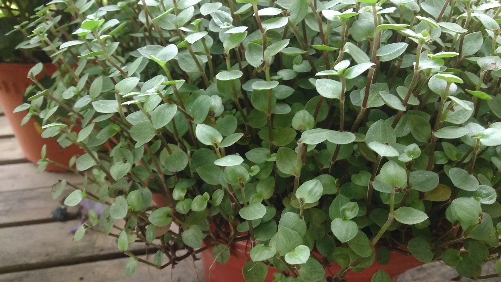 Inch Plant (Tradescantia Zebrina) — Minimum maintenance is required for this species; commonly known as the Inch Plant or Wandering Jew